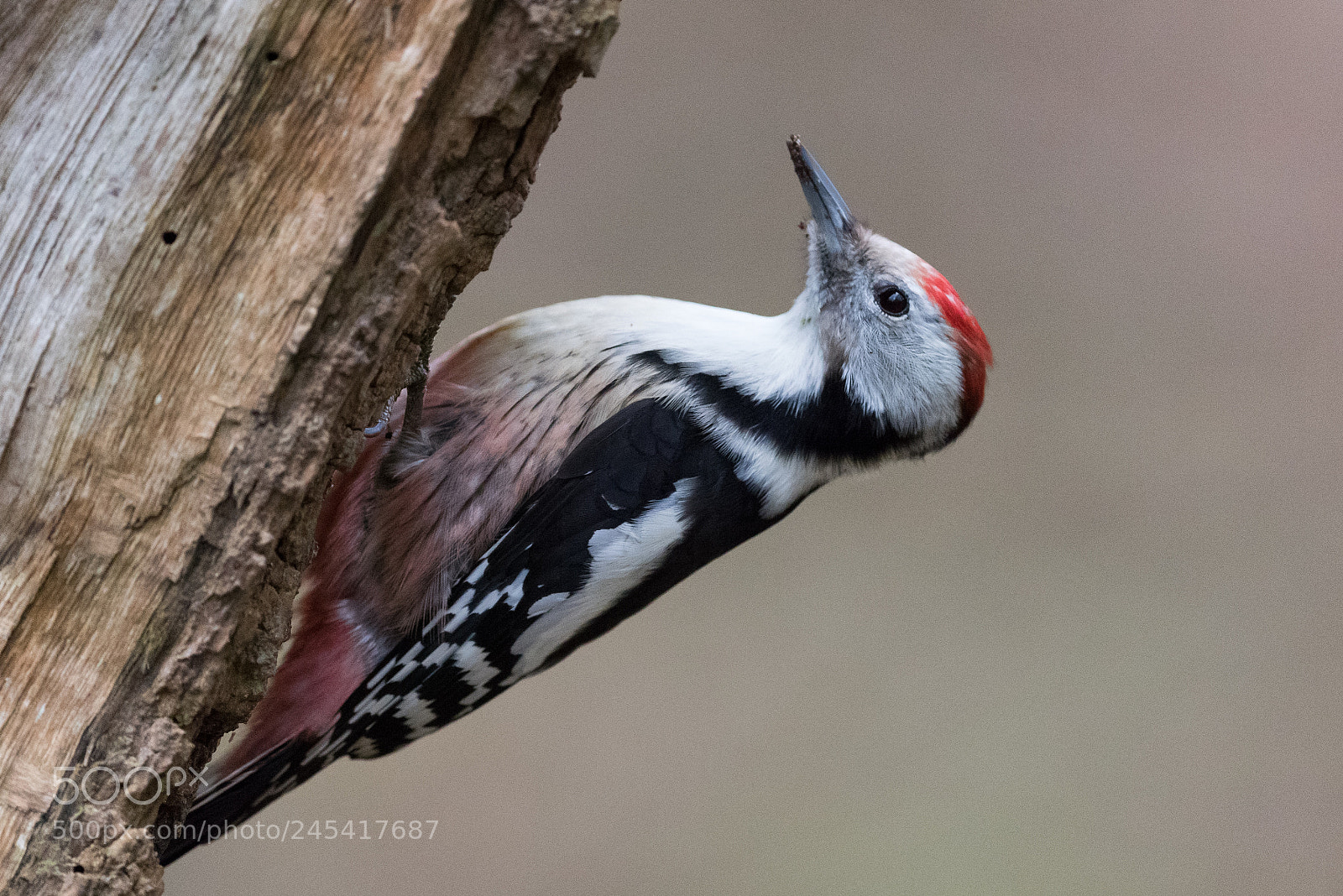 Nikon D810 sample photo. Pic mar dendrocoptes medius photography