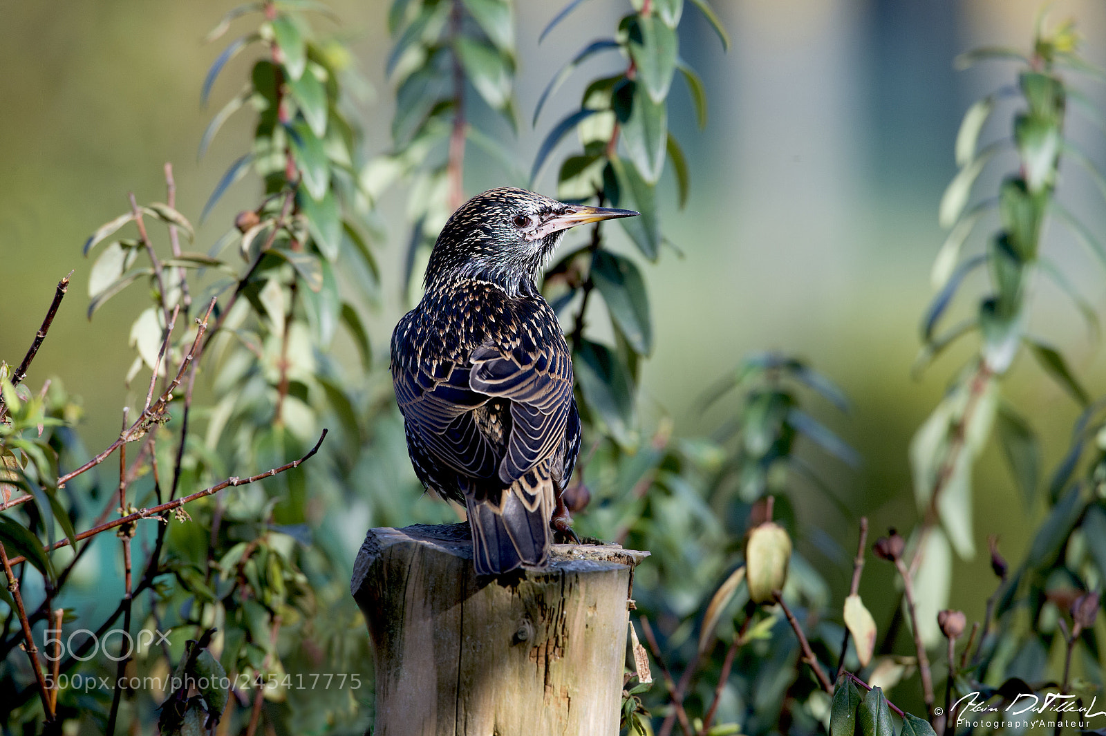 Nikon D4 sample photo. Etourneau photography