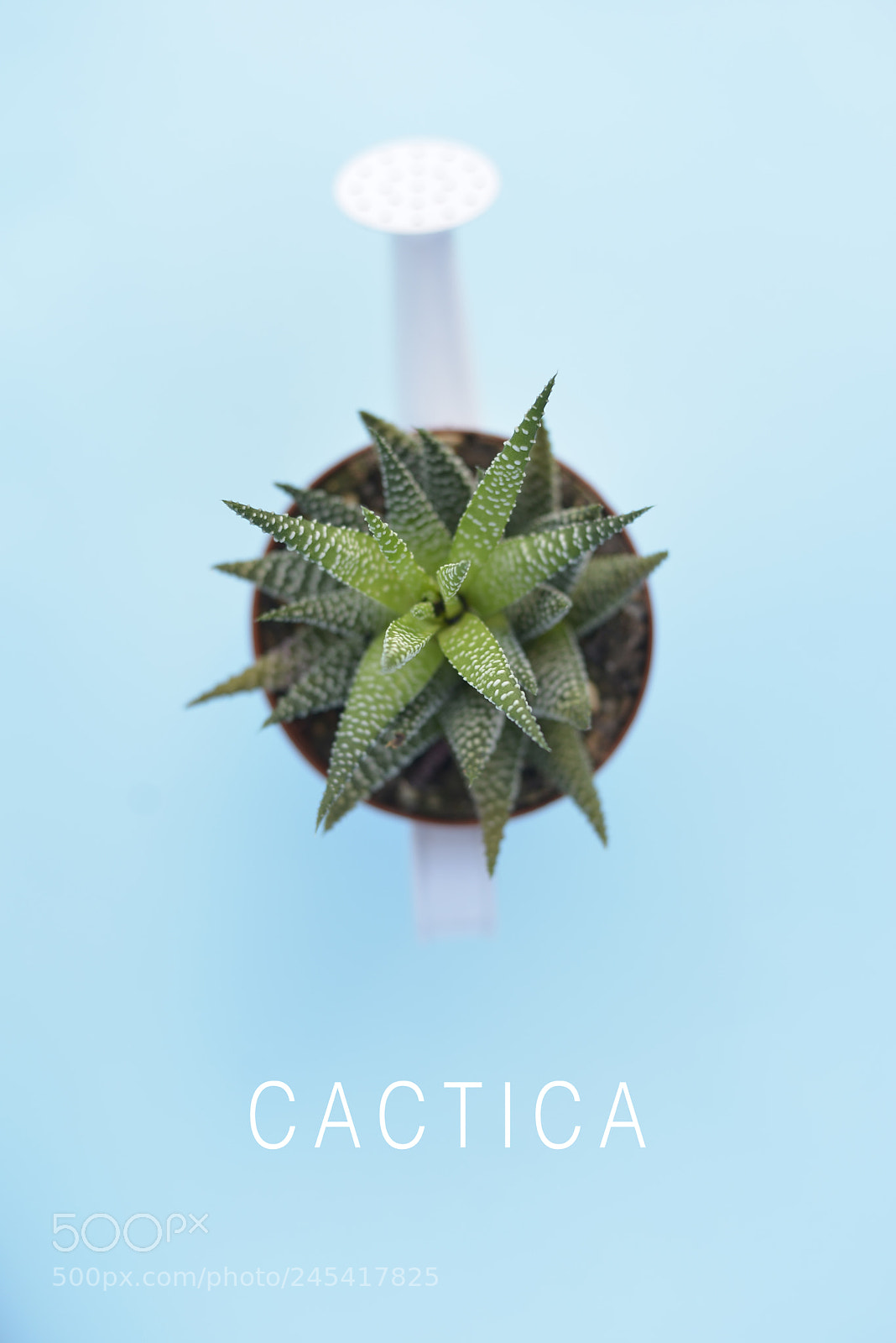 Nikon D610 sample photo. Cactica trendycactus photography