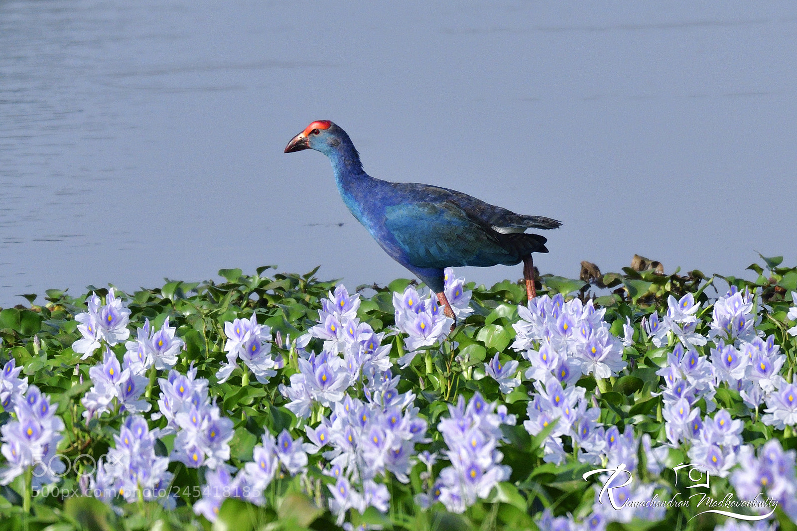 Nikon D500 sample photo. Purple swamphen photography
