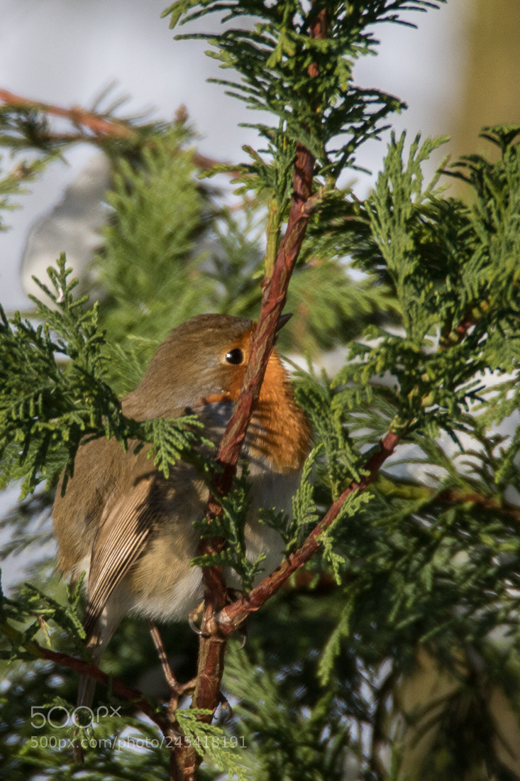 Canon EOS 7D Mark II sample photo. Hidden robin photography
