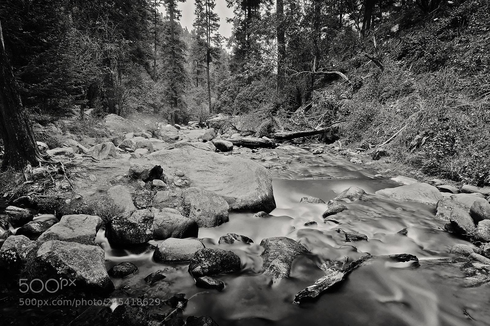 Sony a9 sample photo. Enter the woods photography
