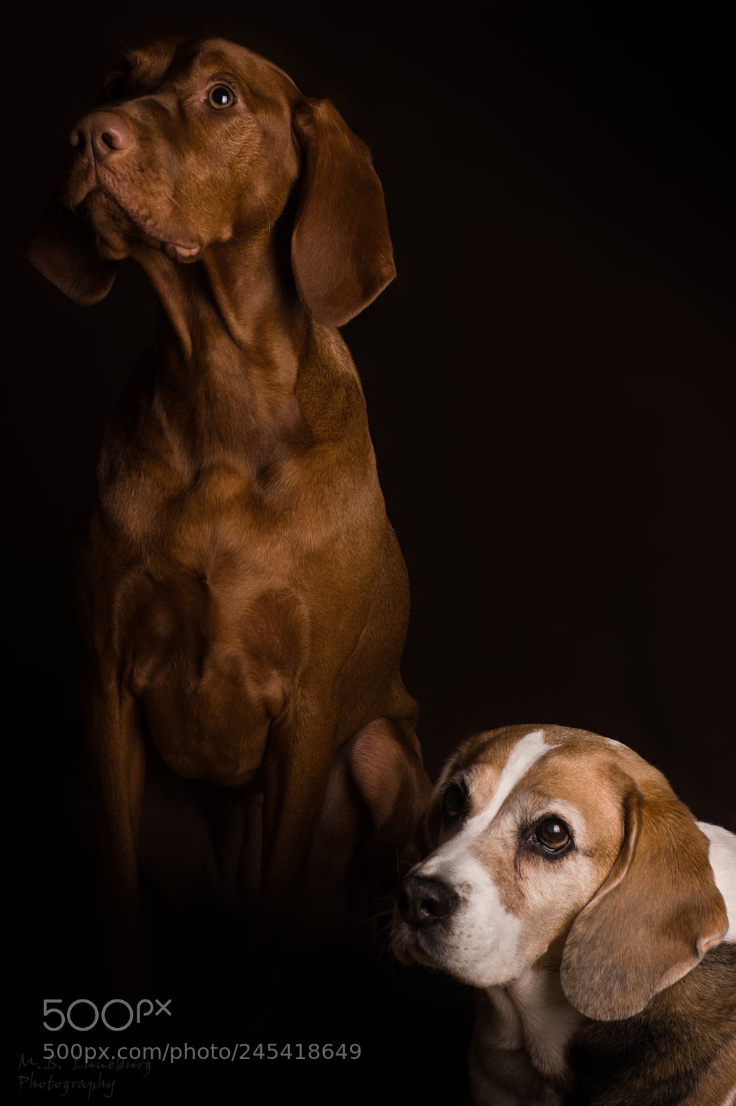 Sony SLT-A77 sample photo. Voller erwartung photography