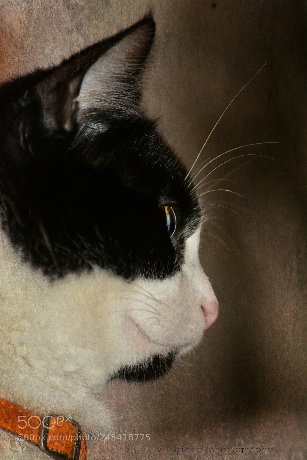 Nikon D5200 sample photo. Moussa photography