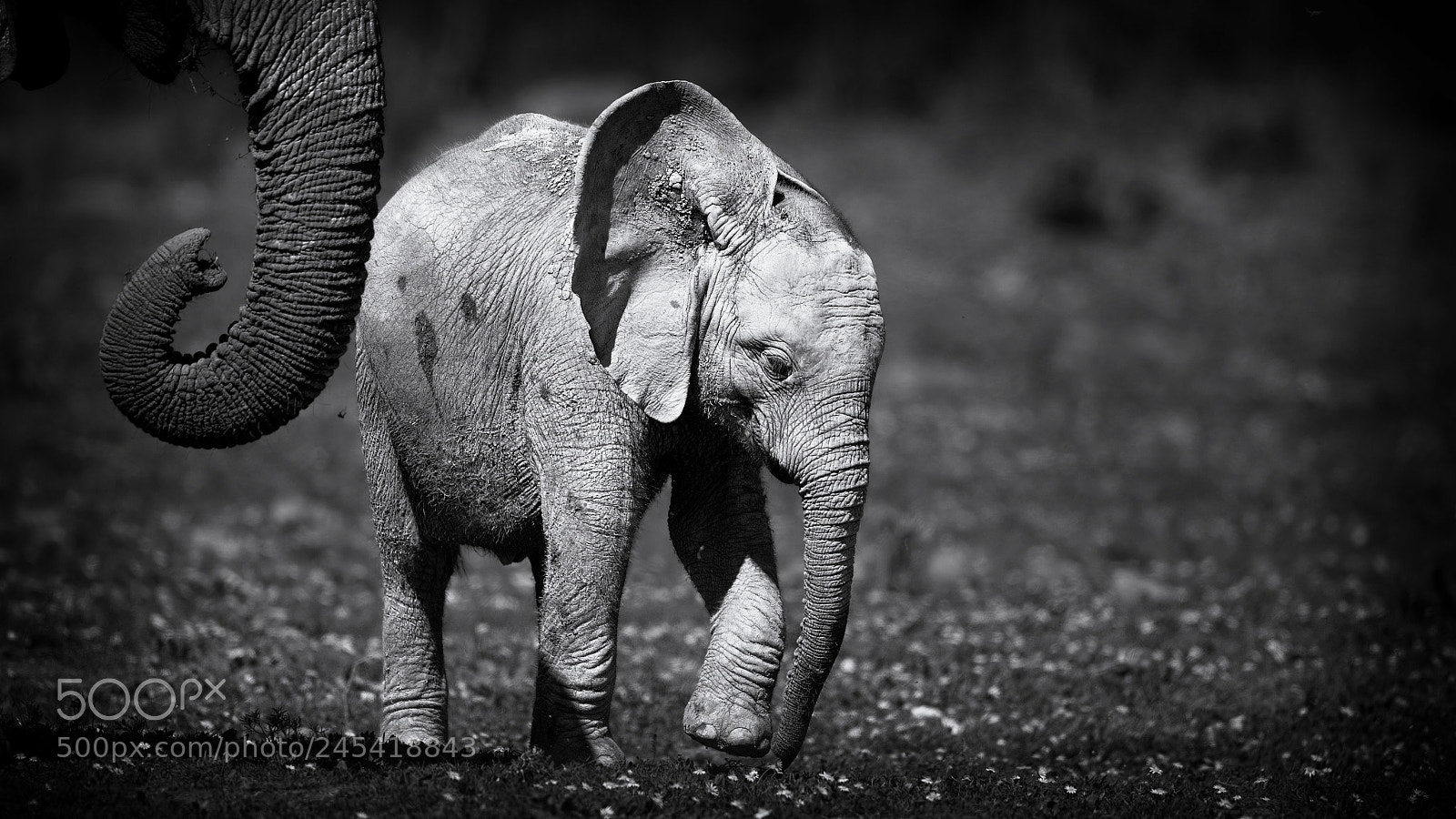 Canon EOS-1D Mark IV sample photo. Elephant baby photography