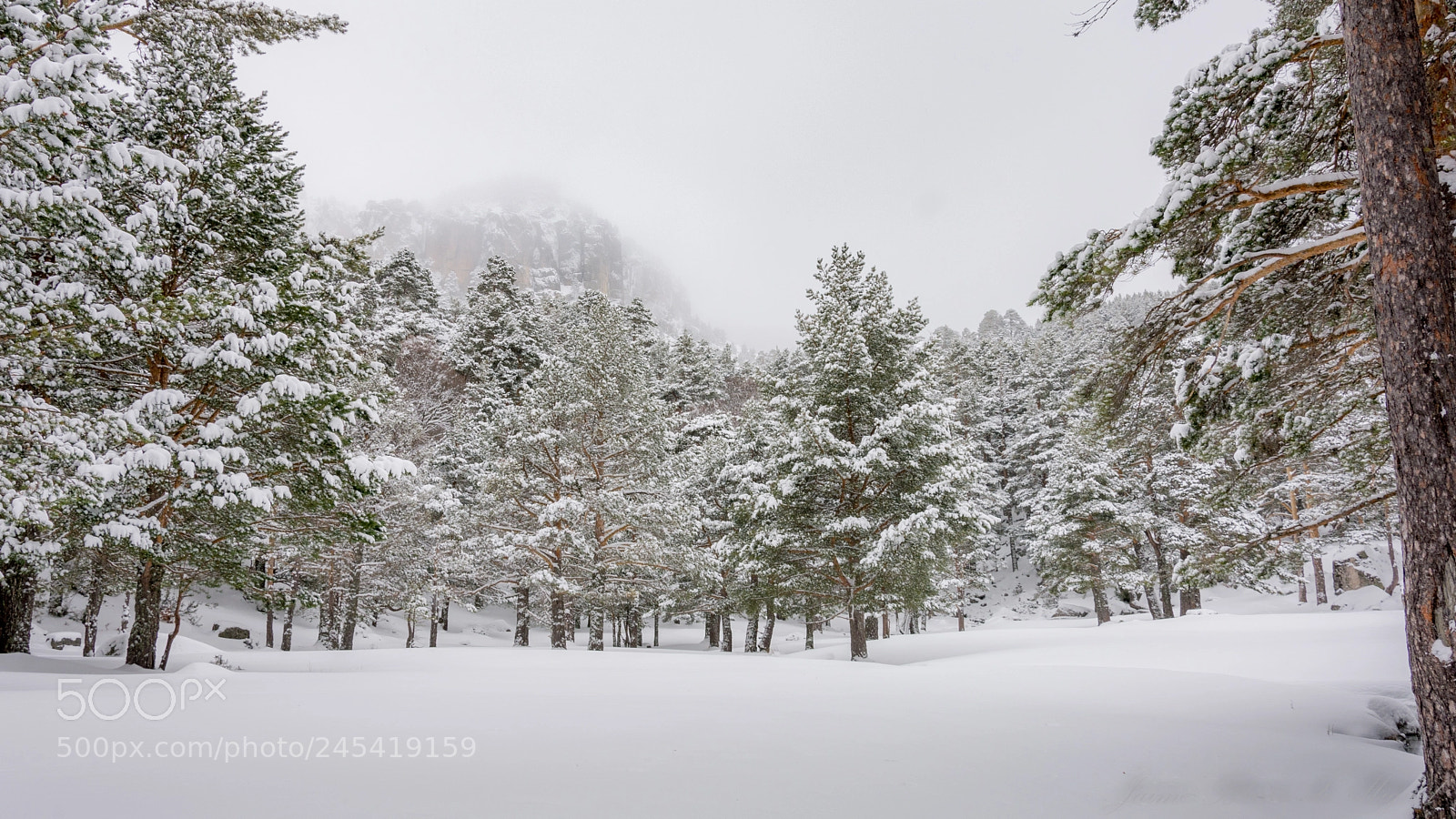 Nikon D7100 sample photo. Claro de nieve photography
