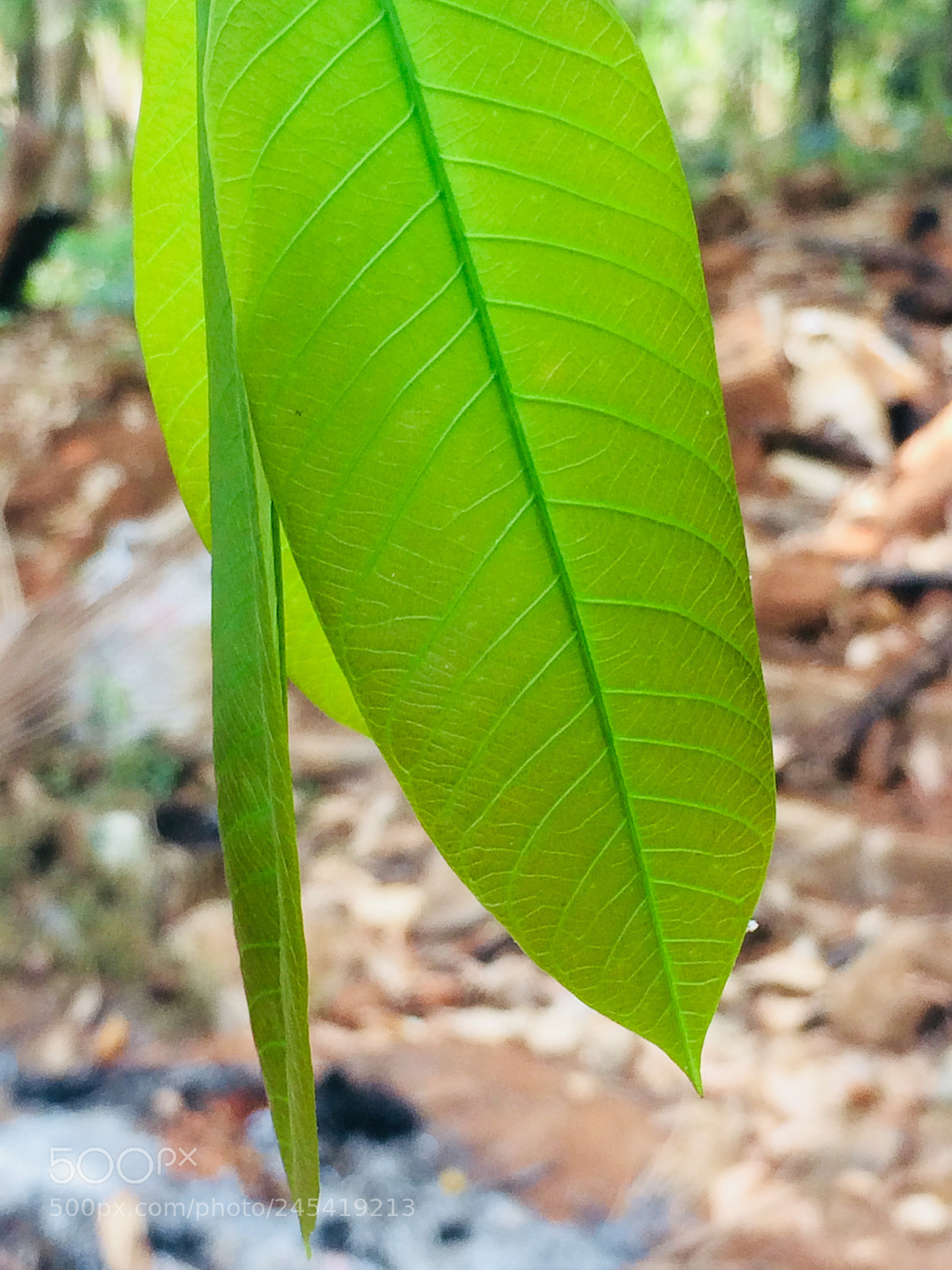 Apple iPhone 5s sample photo. Untitled photography
