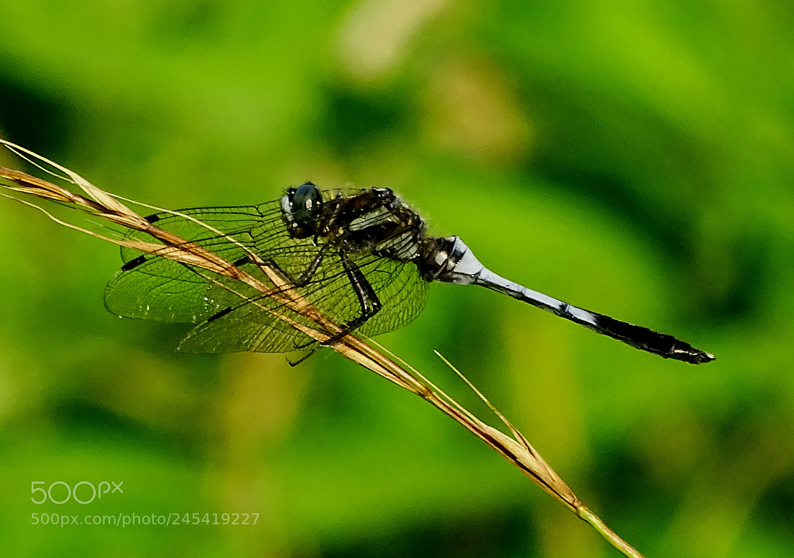 Sony Cyber-shot DSC-HX400V sample photo. Dragonfly photography
