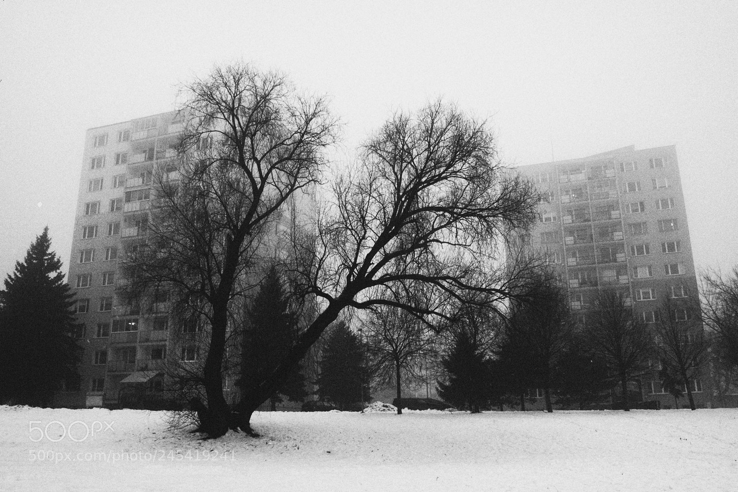 Olympus PEN E-PL6 sample photo. Untitled photography