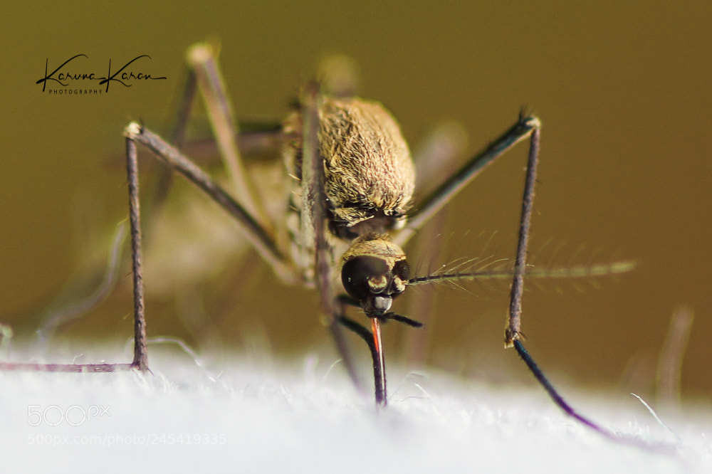 Sony a99 II sample photo. Blood sucker !!! photography