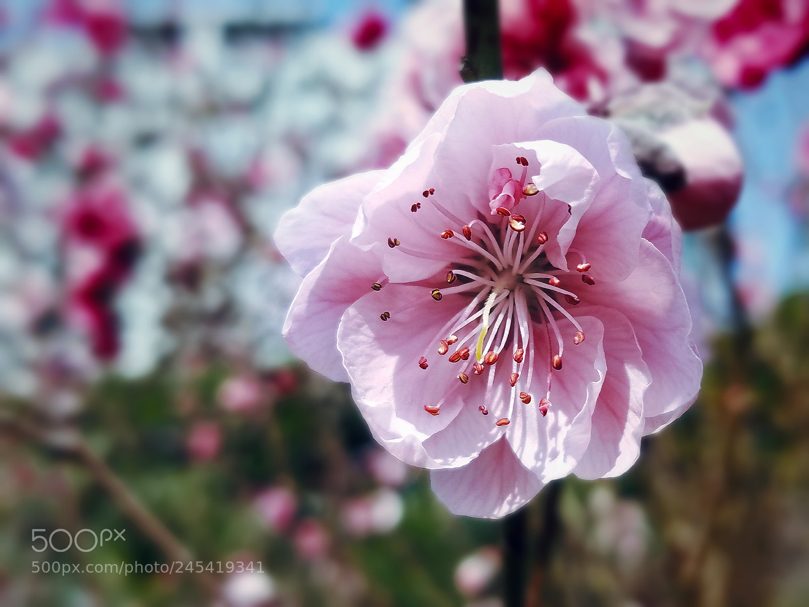 Samsung Galaxy S8+ sample photo. Peach blossom photography