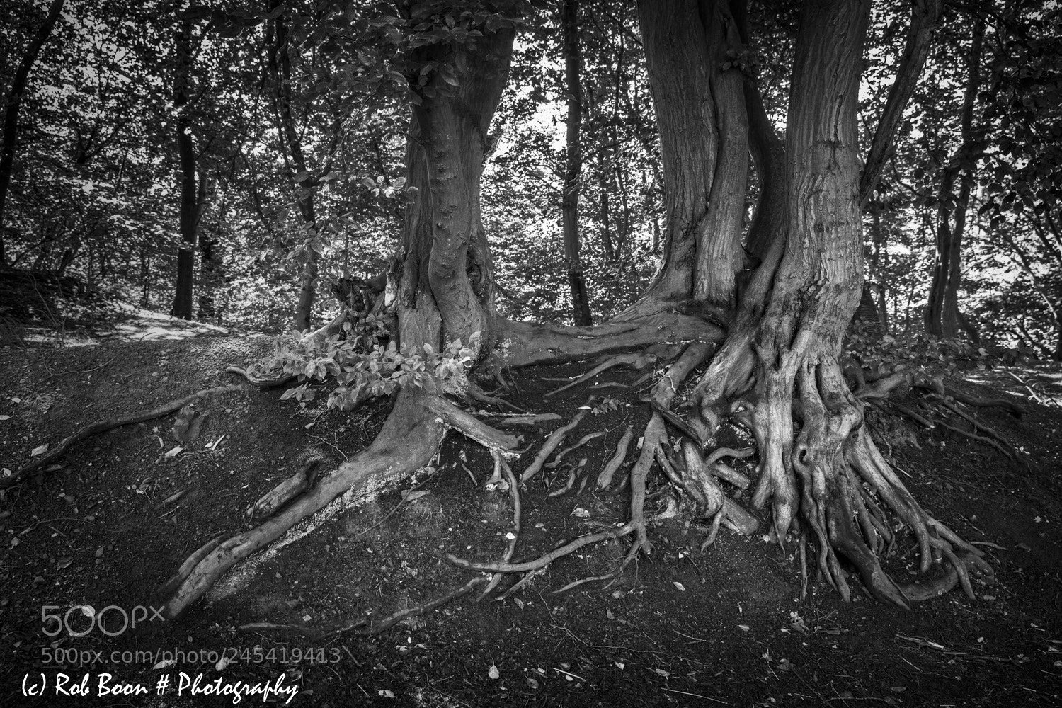 Canon EOS 5DS sample photo. Roots @ wurmtal photography