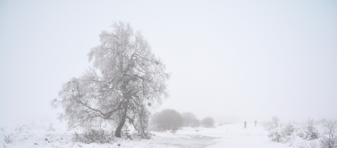 Nikon D7100 sample photo. Walking in the haute fagne. photography