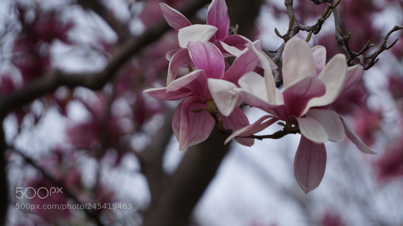 Sony Alpha a3000 sample photo. Magnolia photography