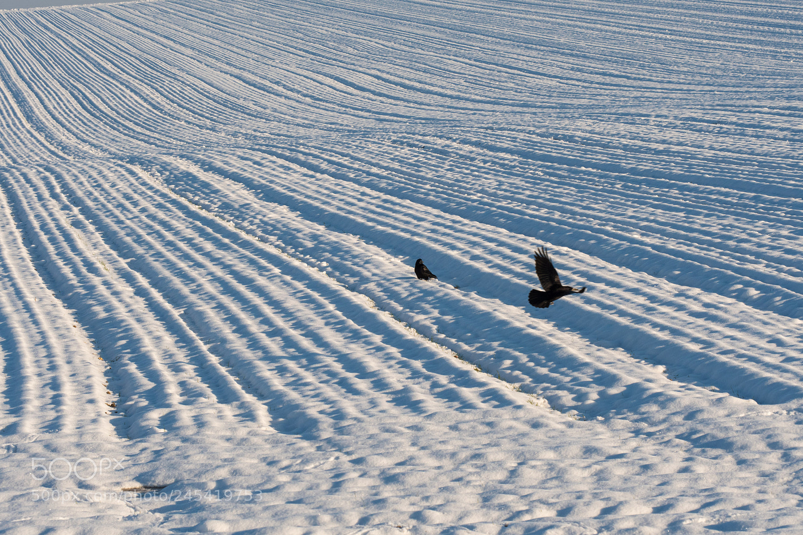 Nikon D500 sample photo. Crows on snow photography