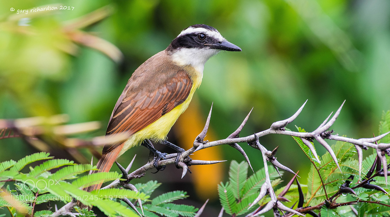 Nikon D500 sample photo. Great kiskadee mexico () photography