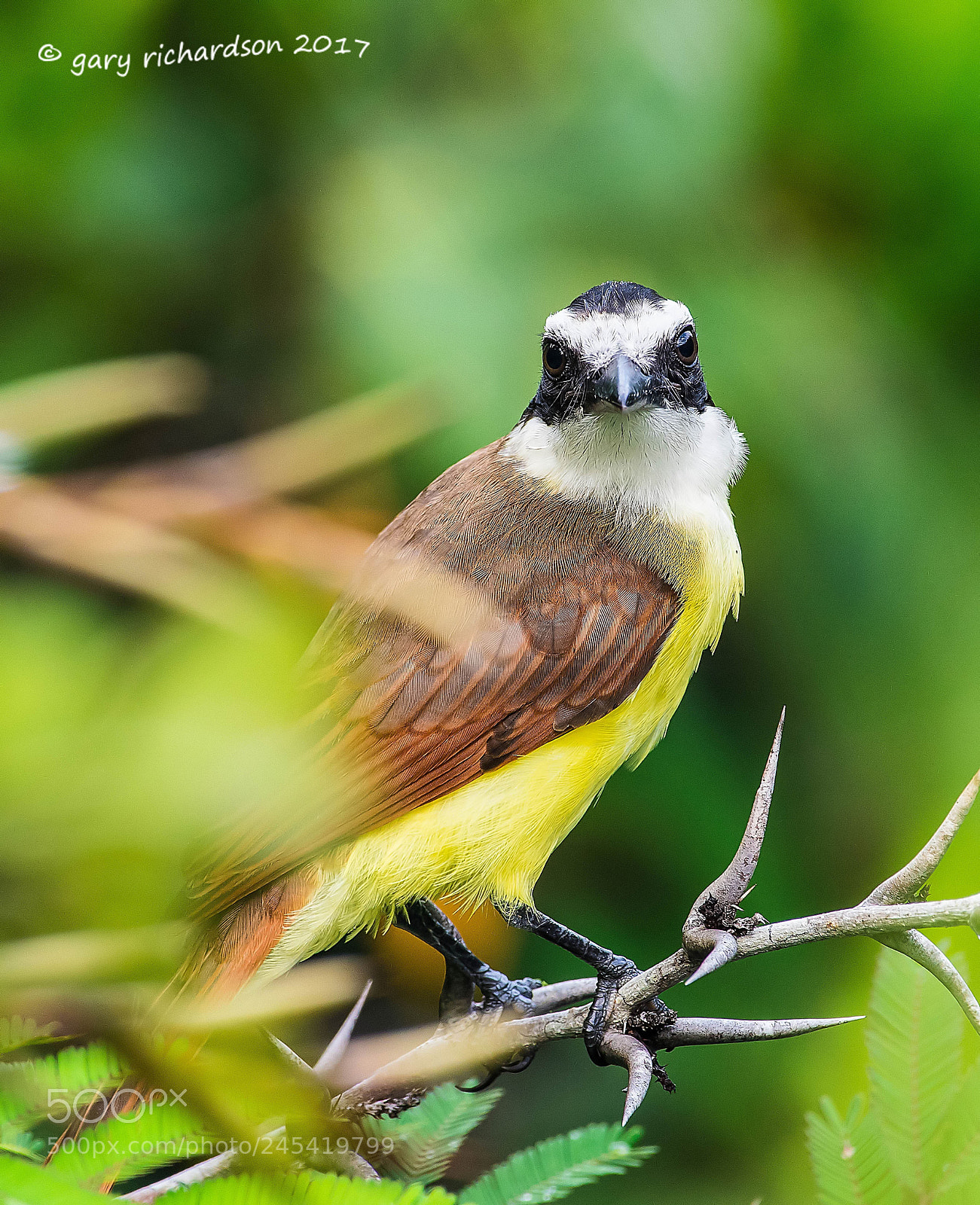 Nikon D500 sample photo. Great kiskadee mexico () photography