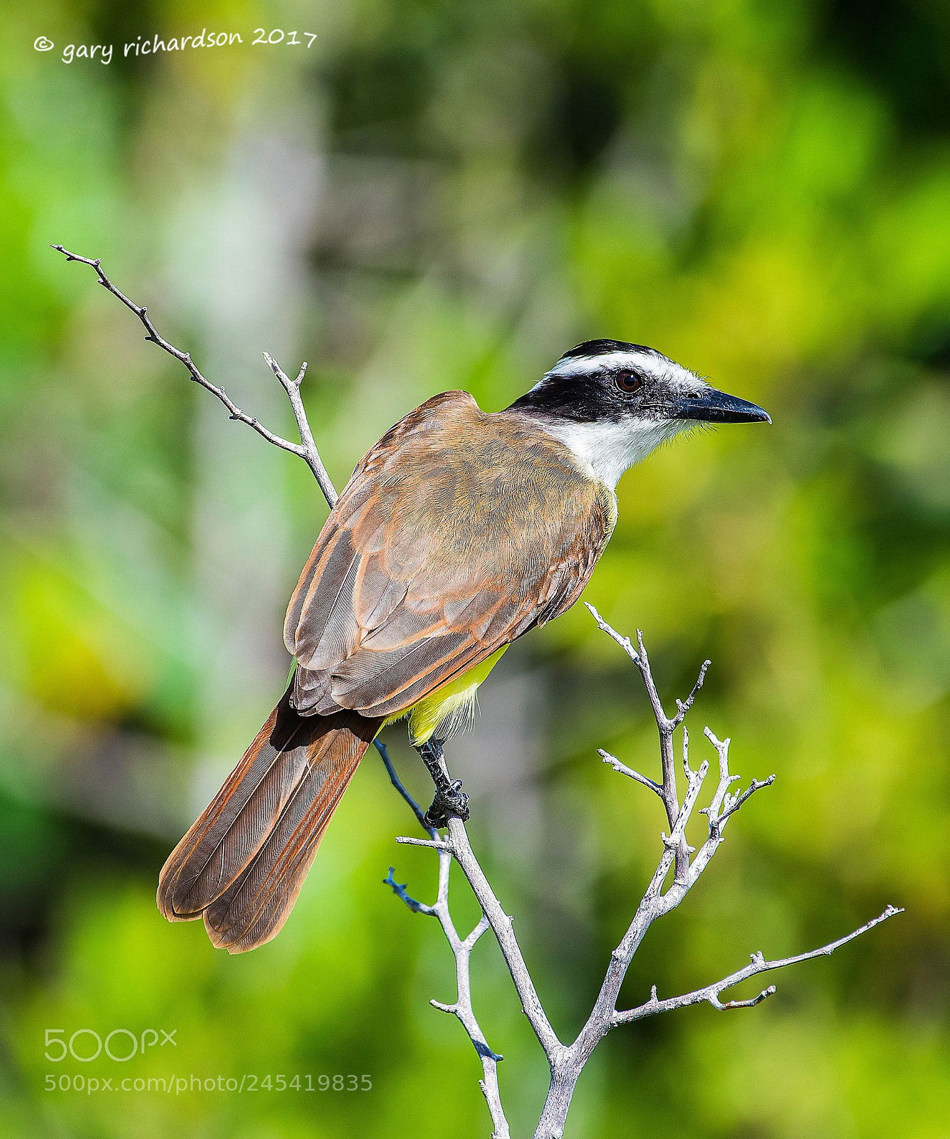 Nikon D500 sample photo. Great kiskadee mexico () photography
