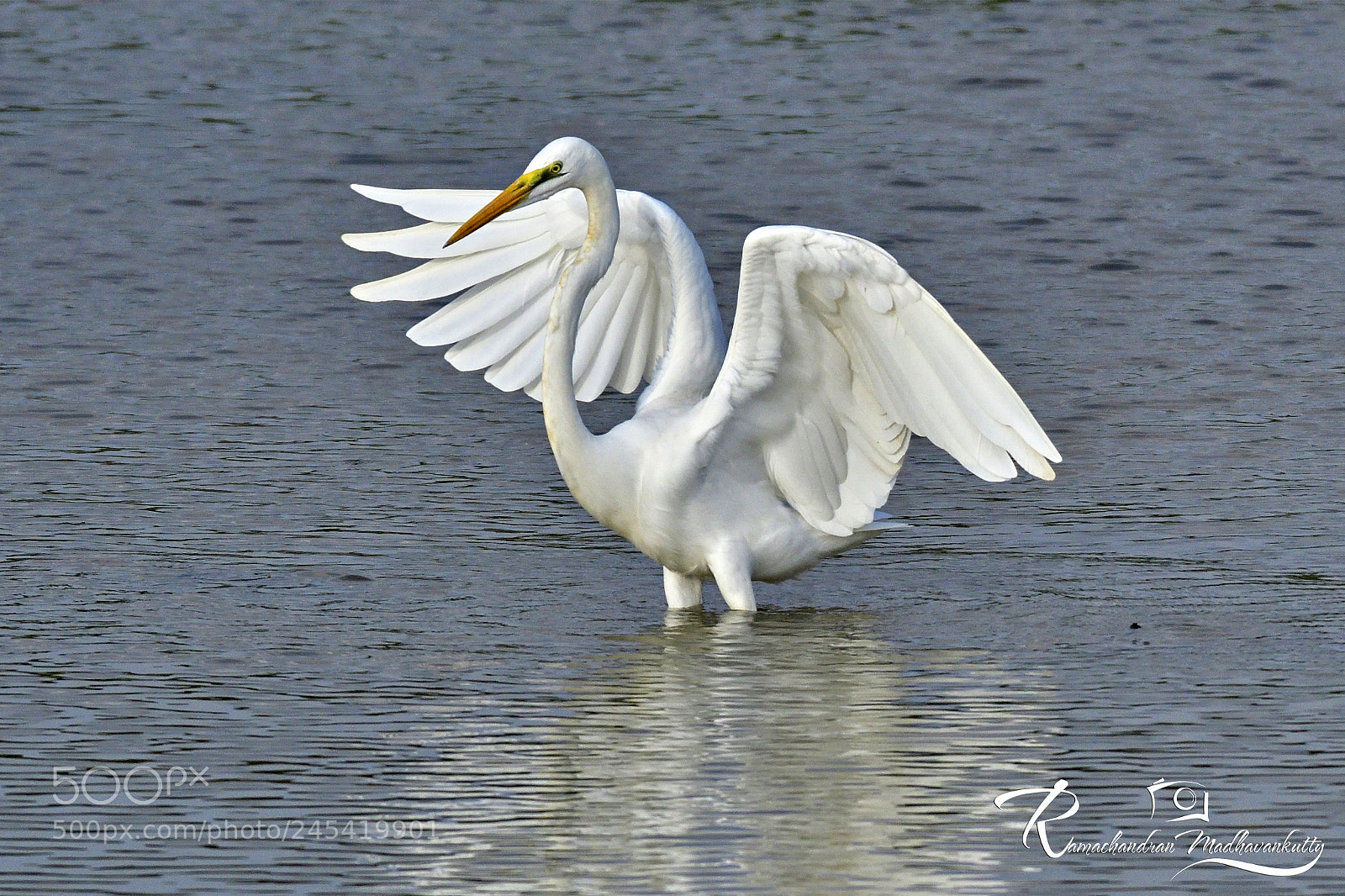 Nikon D500 sample photo. Great egret - in photography