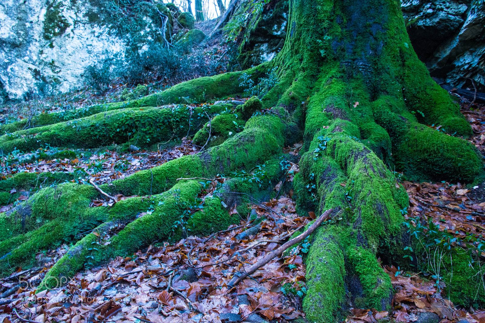 Nikon D7200 sample photo. Roots photography