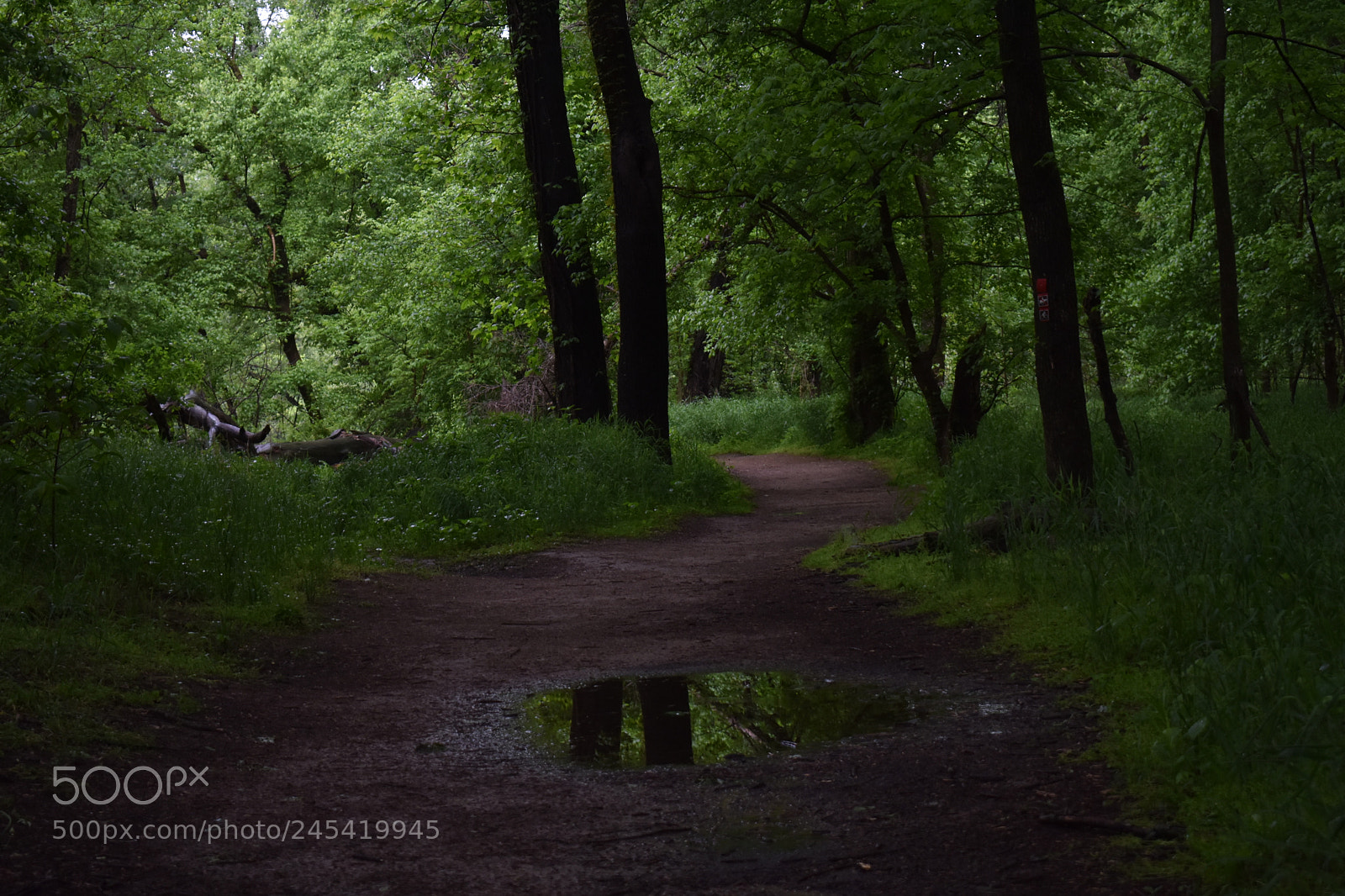 Nikon D3400 sample photo. Rainy day in castlewood photography