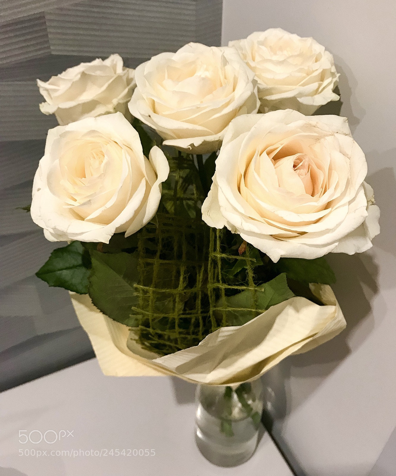 Apple iPhone 7 sample photo. Day 16. roses ? photography