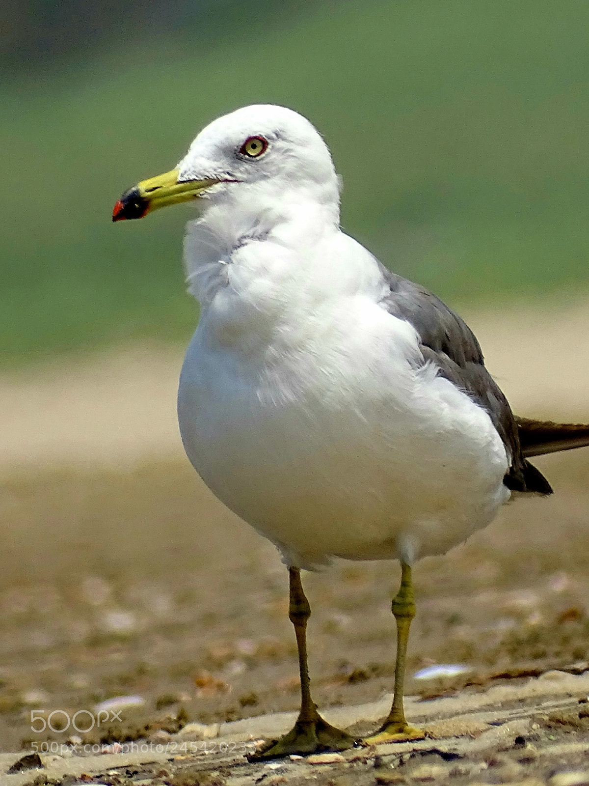 Sony Cyber-shot DSC-HX400V sample photo. Seagull photography
