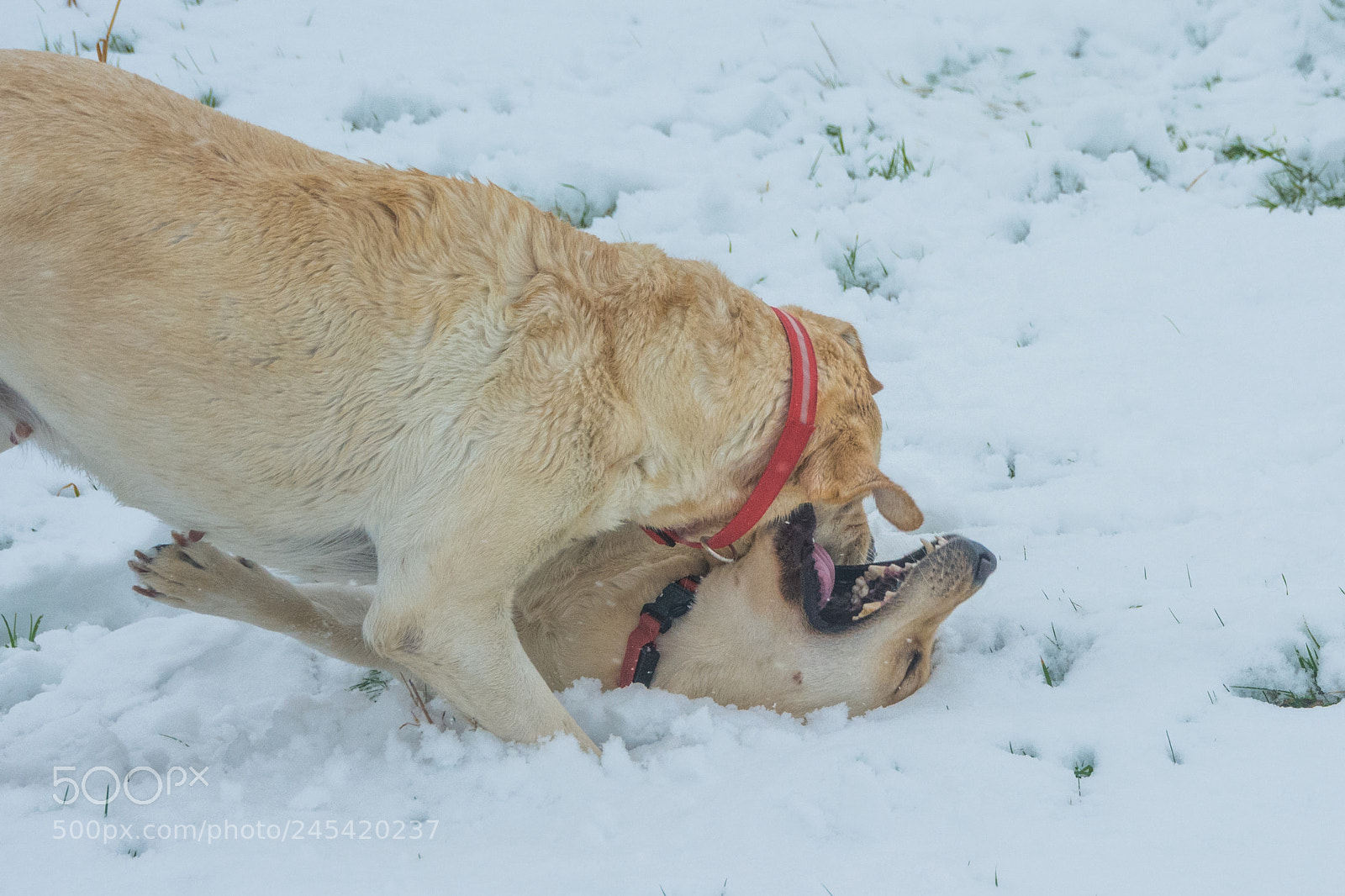 Nikon D7100 sample photo. Labs in the snow photography
