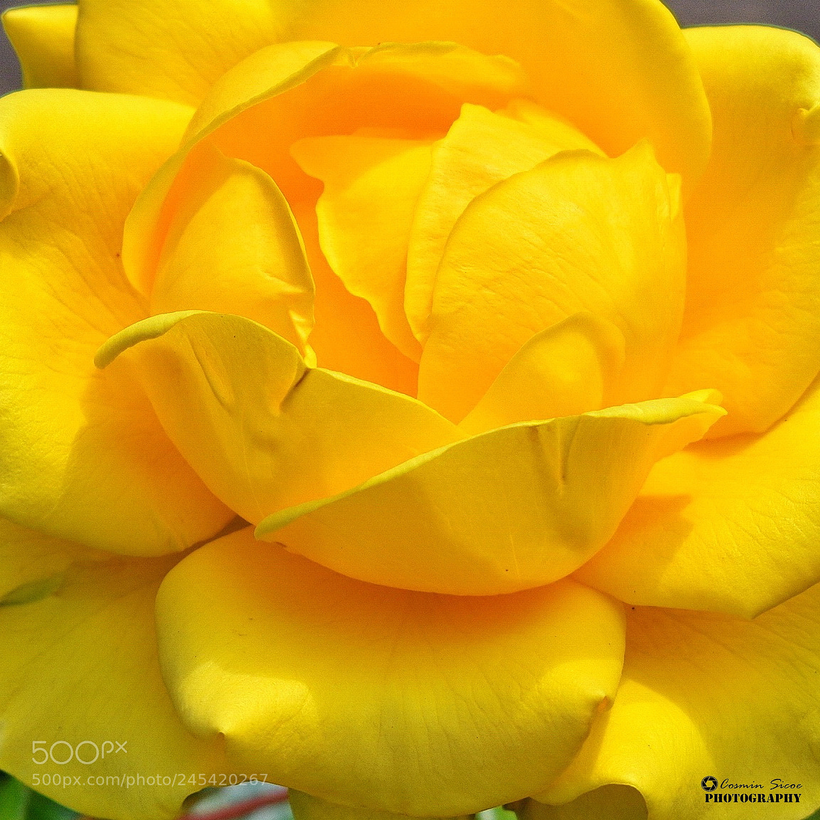 Nikon D5600 sample photo. Lovely yellow rose close-up photography