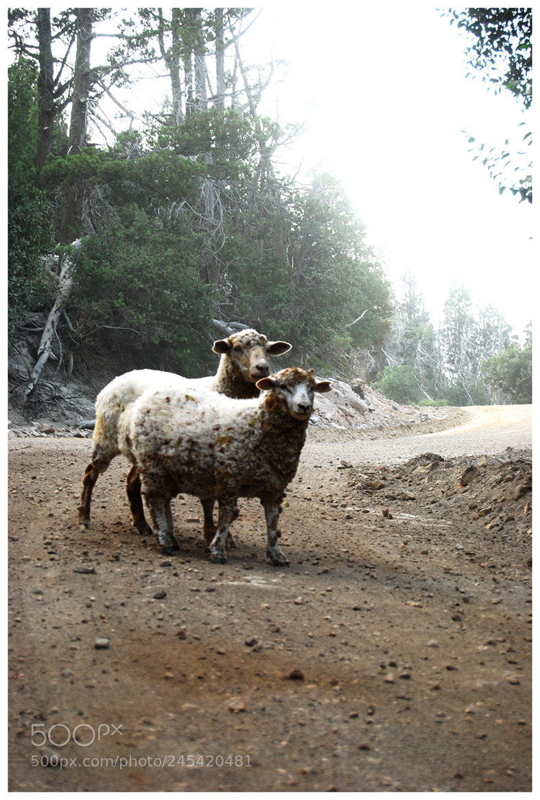 Nikon D80 sample photo. Patagonic sheep on the photography