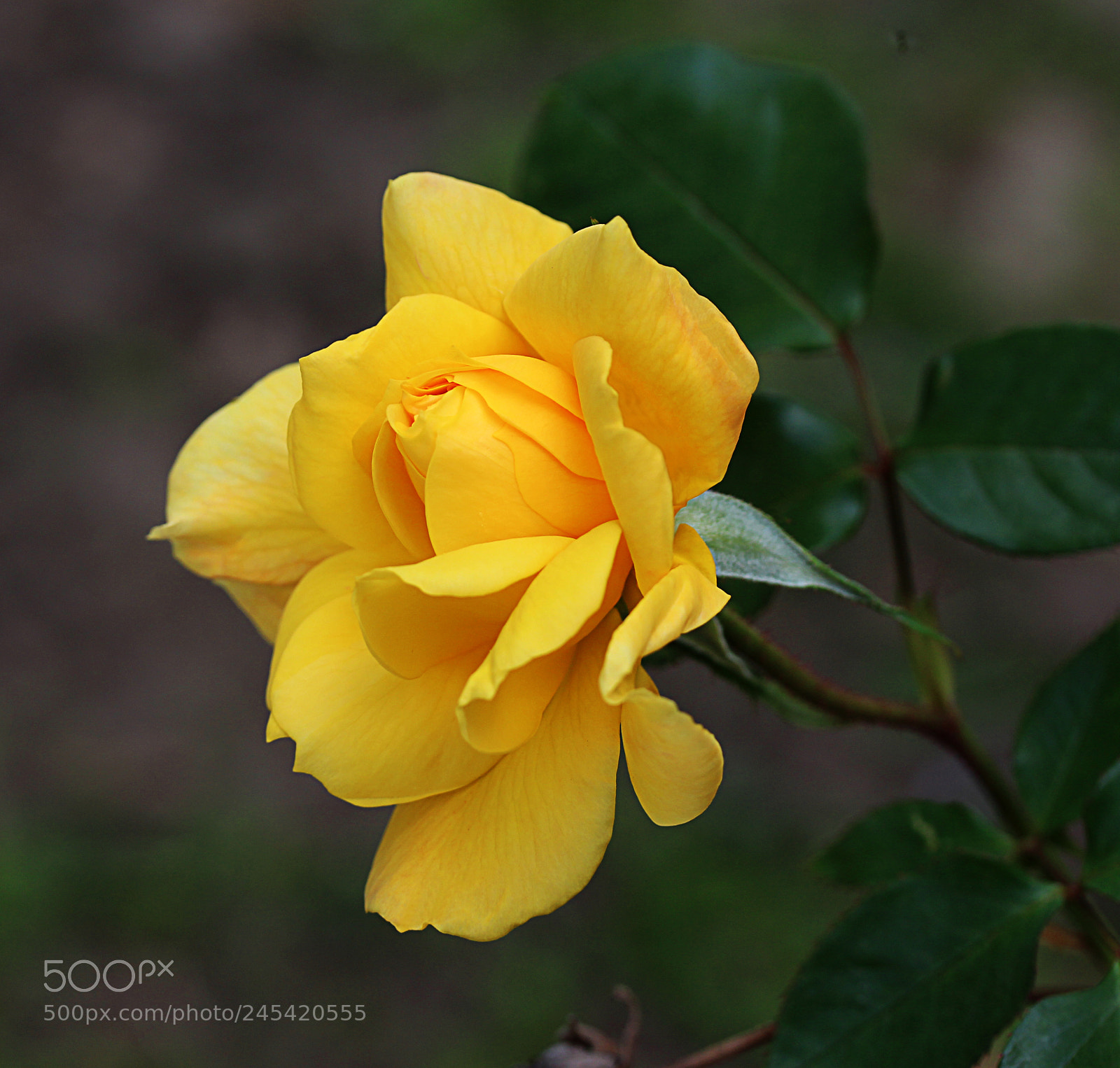 Canon EOS 650D (EOS Rebel T4i / EOS Kiss X6i) sample photo. Rose yellow 1 photography