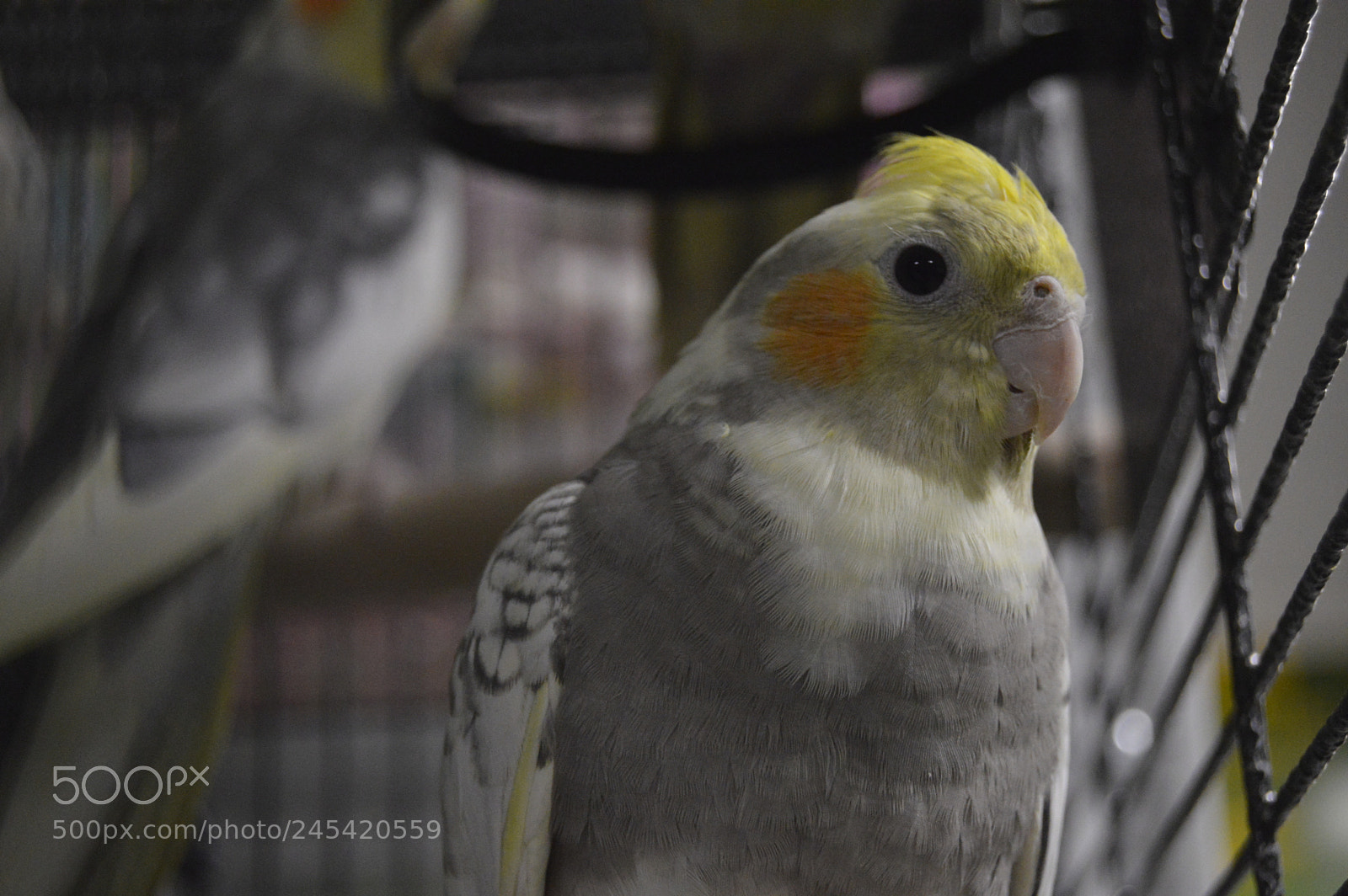 Nikon D3200 sample photo. Untitled photography