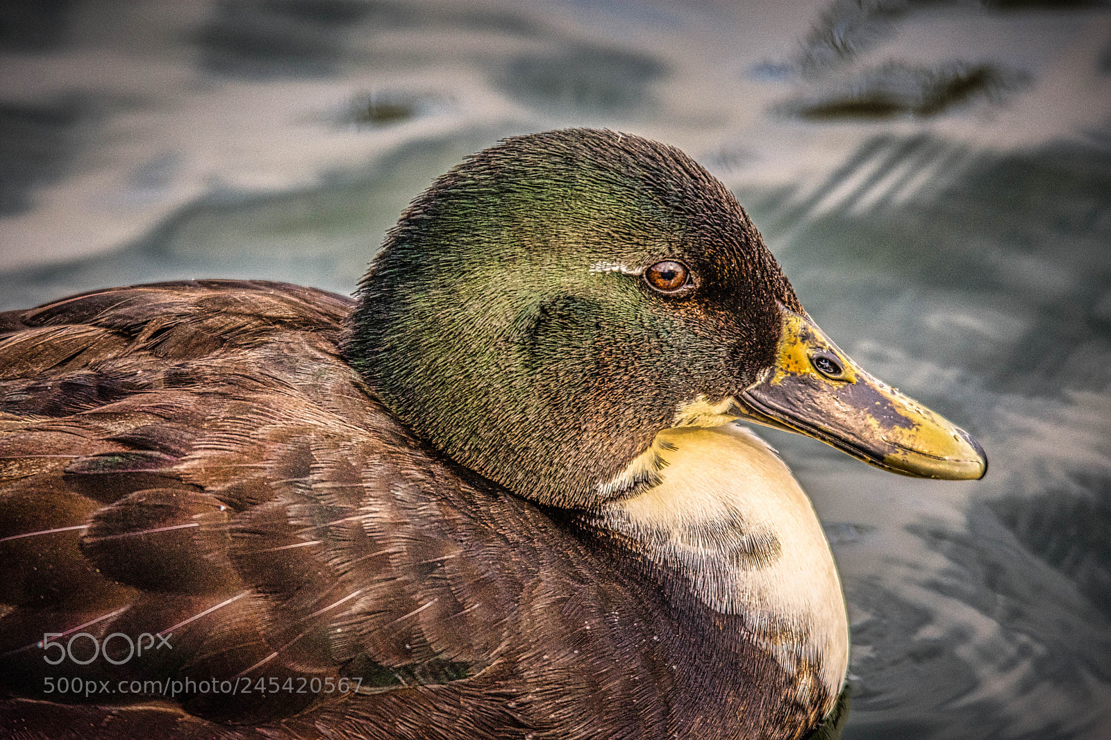 Nikon D7200 sample photo. Winter duck luminar2018 photography