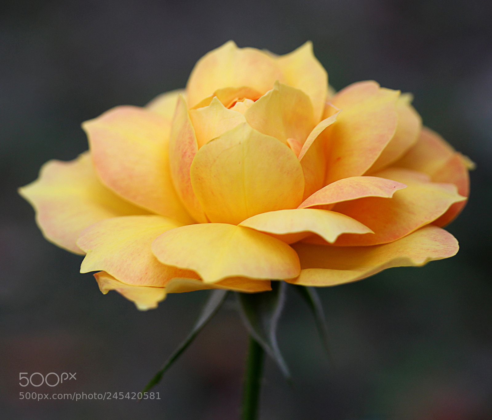 Canon EOS 650D (EOS Rebel T4i / EOS Kiss X6i) sample photo. Rose yellow 4 photography