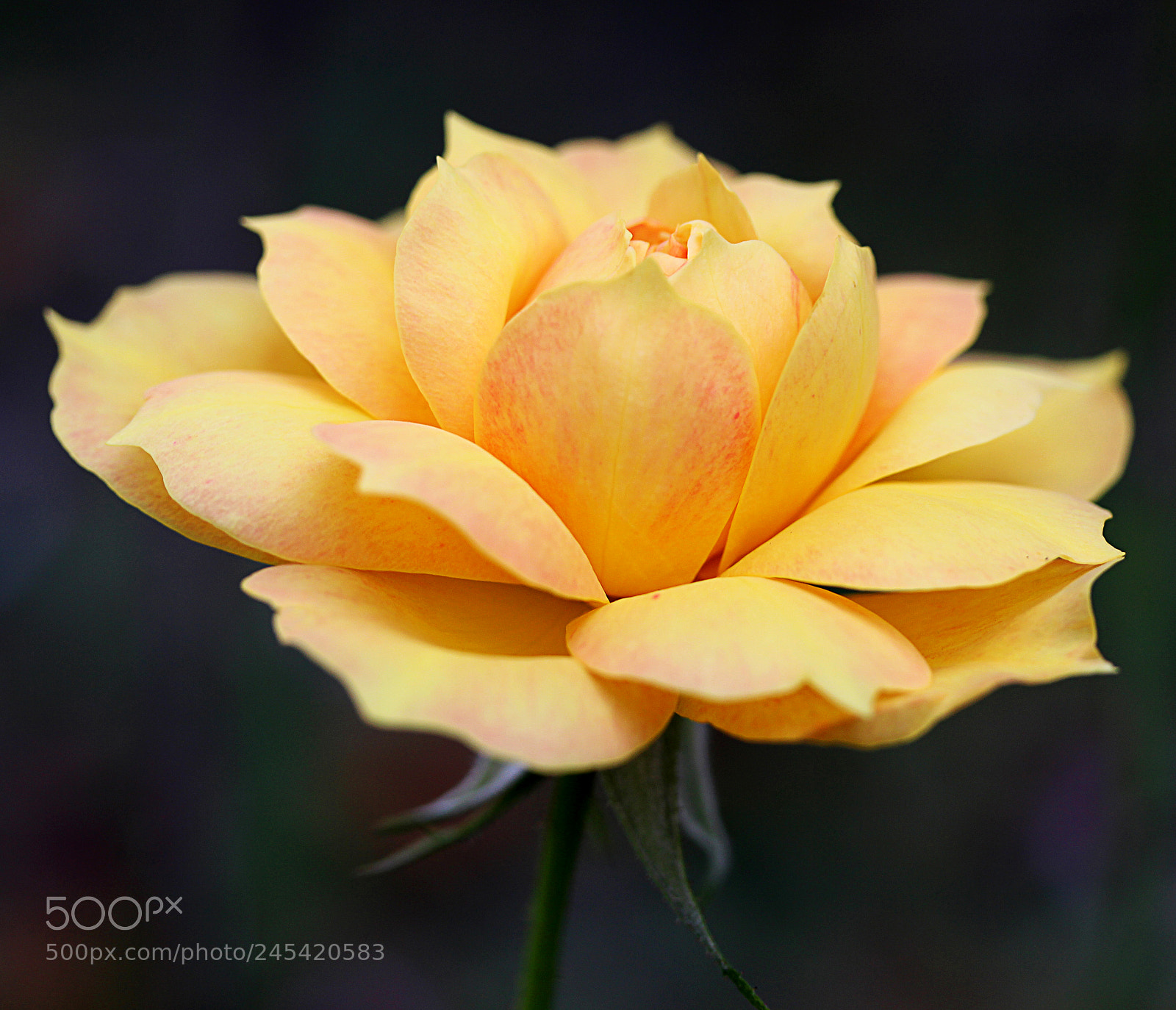 Canon EOS 650D (EOS Rebel T4i / EOS Kiss X6i) sample photo. Rose blush 3 photography