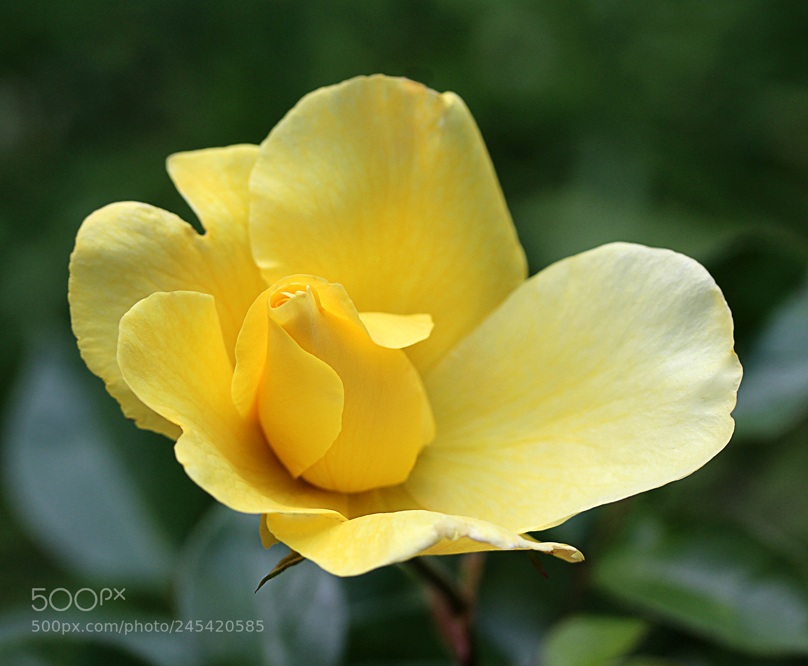 Canon EOS 650D (EOS Rebel T4i / EOS Kiss X6i) sample photo. Rose yellow 5 photography