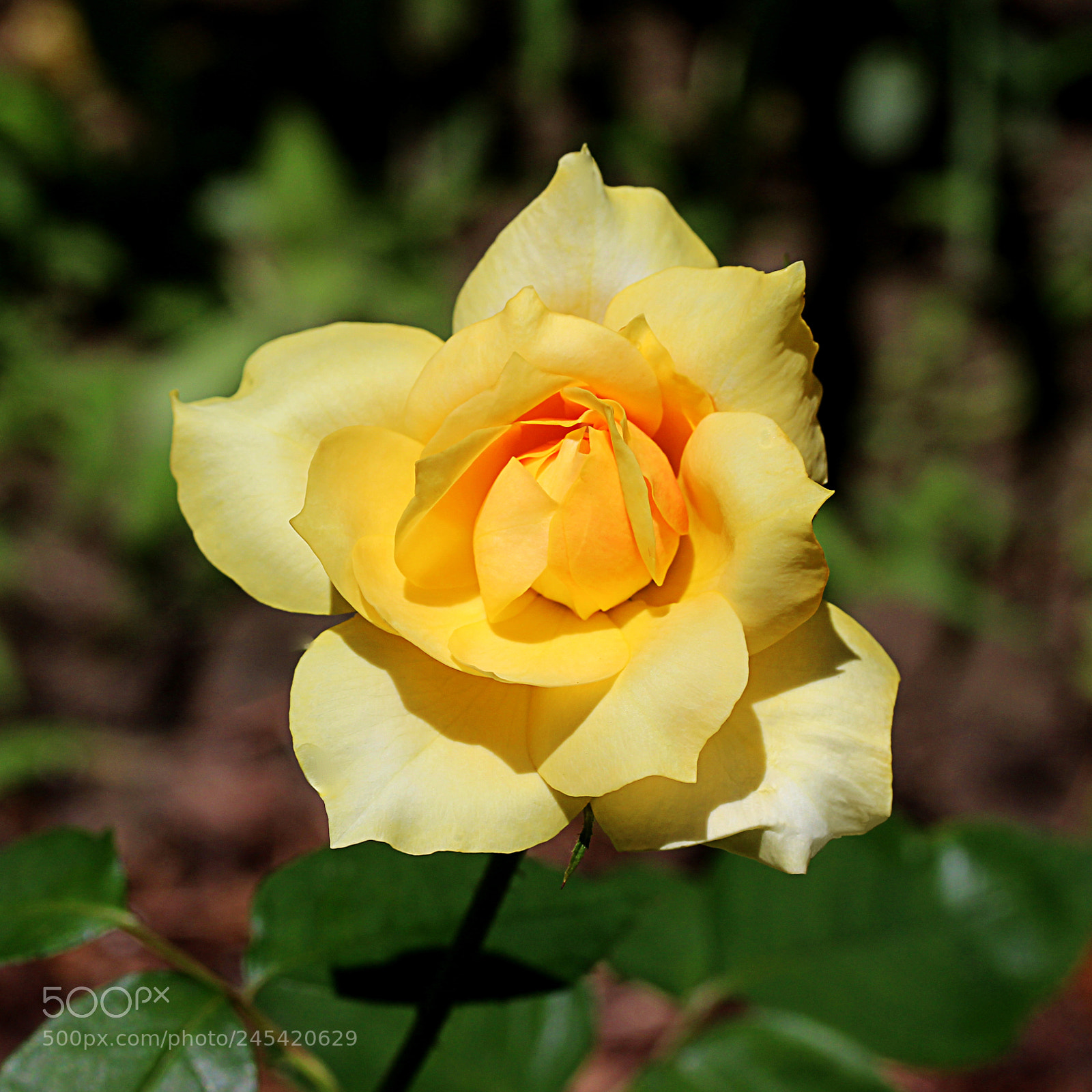 Canon EOS 650D (EOS Rebel T4i / EOS Kiss X6i) sample photo. Rose gold glow 7 photography
