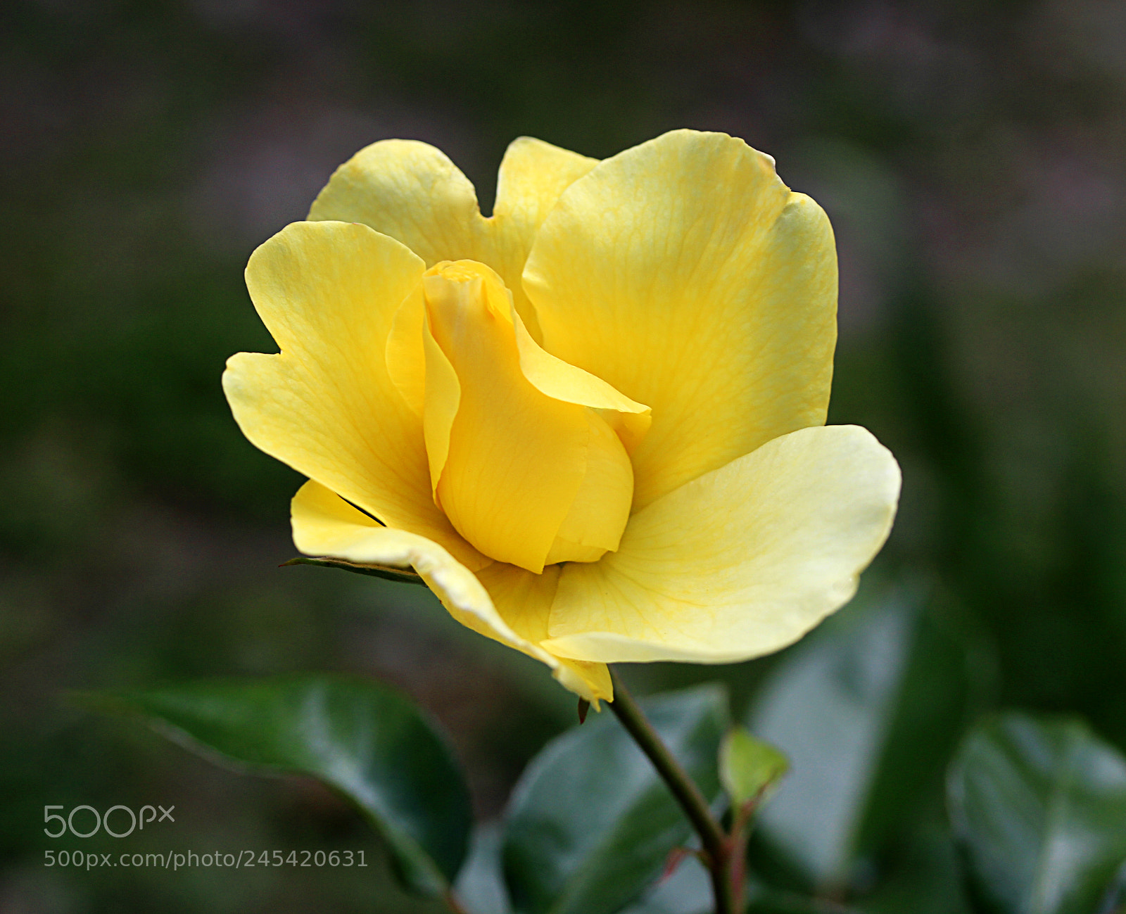 Canon EOS 650D (EOS Rebel T4i / EOS Kiss X6i) sample photo. Rose yellow 6 photography