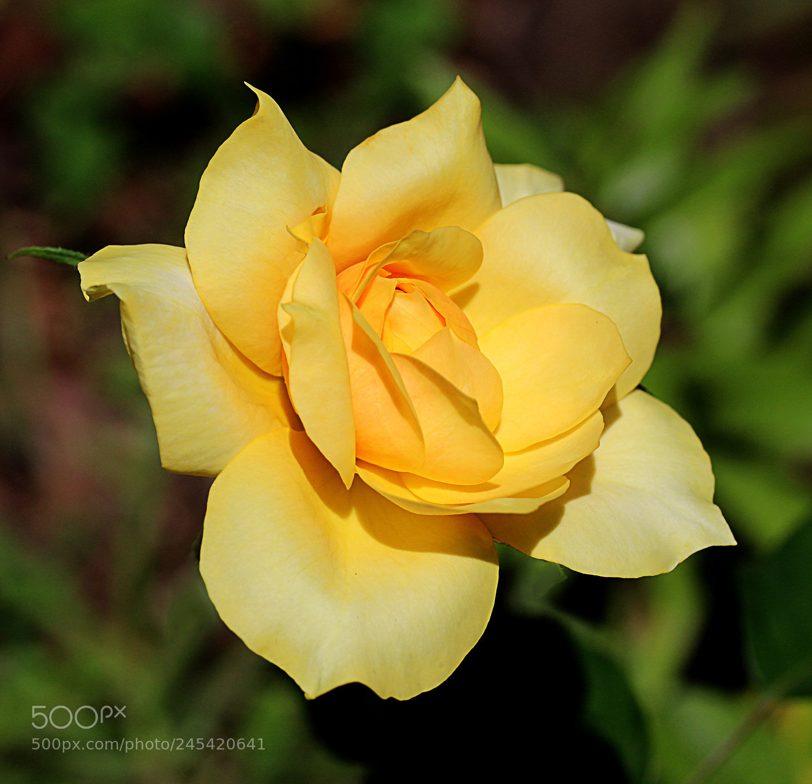 Canon EOS 650D (EOS Rebel T4i / EOS Kiss X6i) sample photo. Rose gold glow 8 photography
