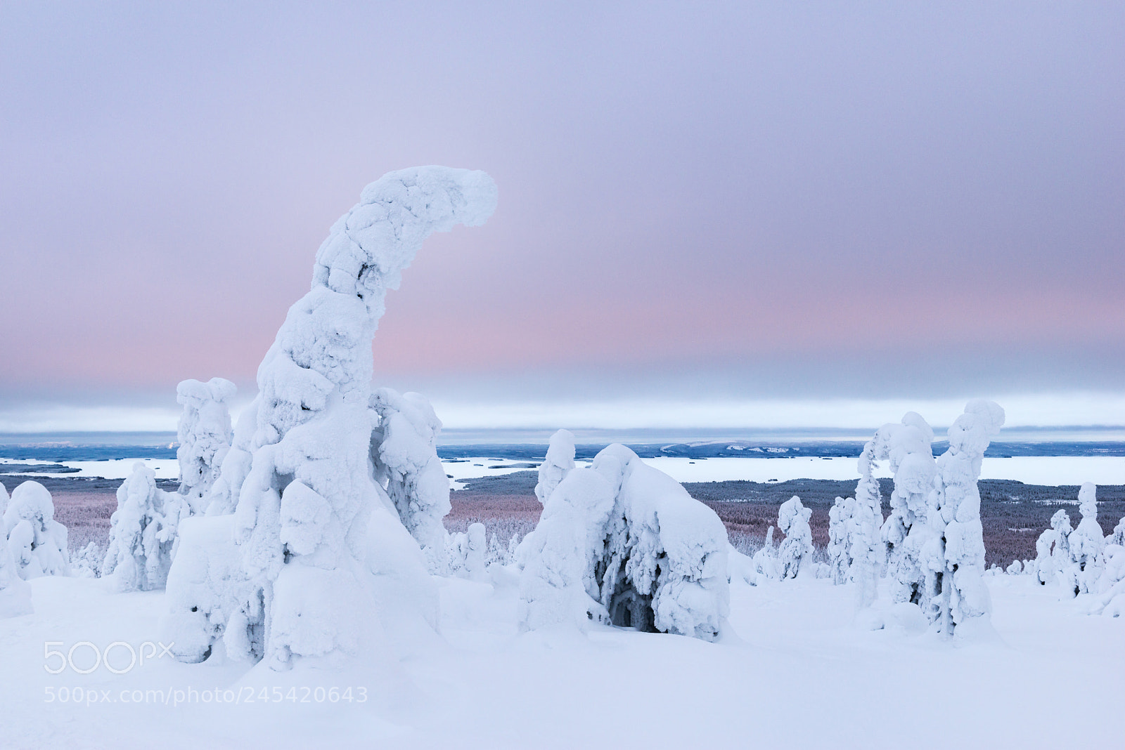 Nikon D800 sample photo. Real winter photography