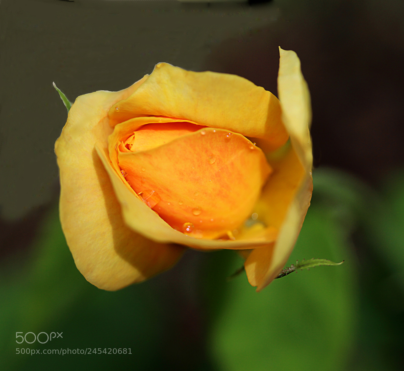 Canon EOS 650D (EOS Rebel T4i / EOS Kiss X6i) sample photo. Rose yellow 9 photography