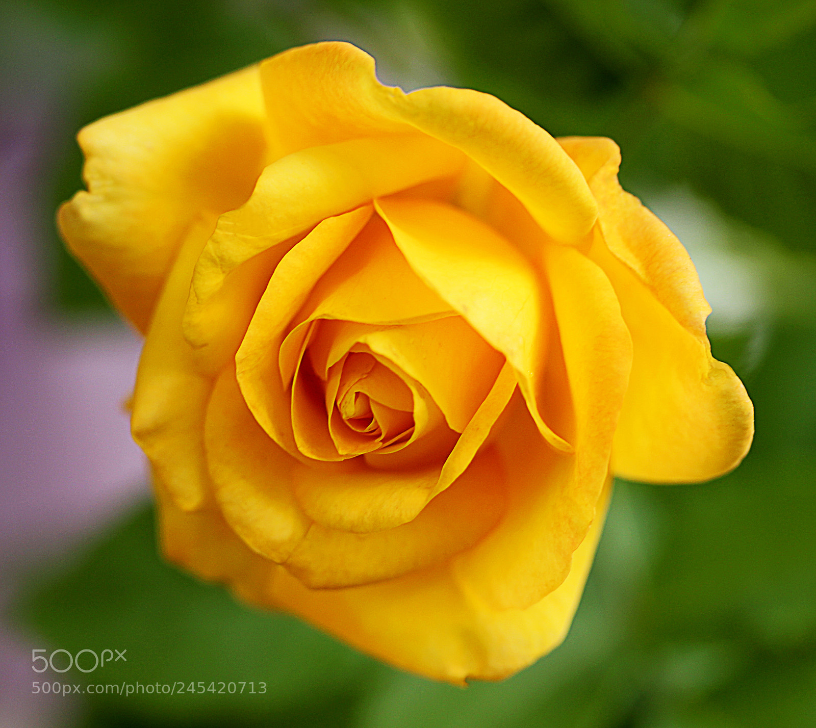 Canon EOS 650D (EOS Rebel T4i / EOS Kiss X6i) sample photo. Rose gold medal 10 photography