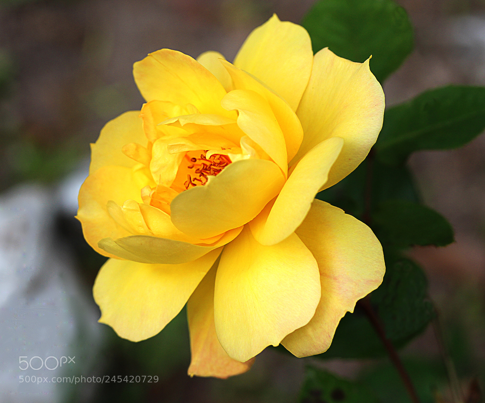 Canon EOS 650D (EOS Rebel T4i / EOS Kiss X6i) sample photo. Rose yellow 12 photography