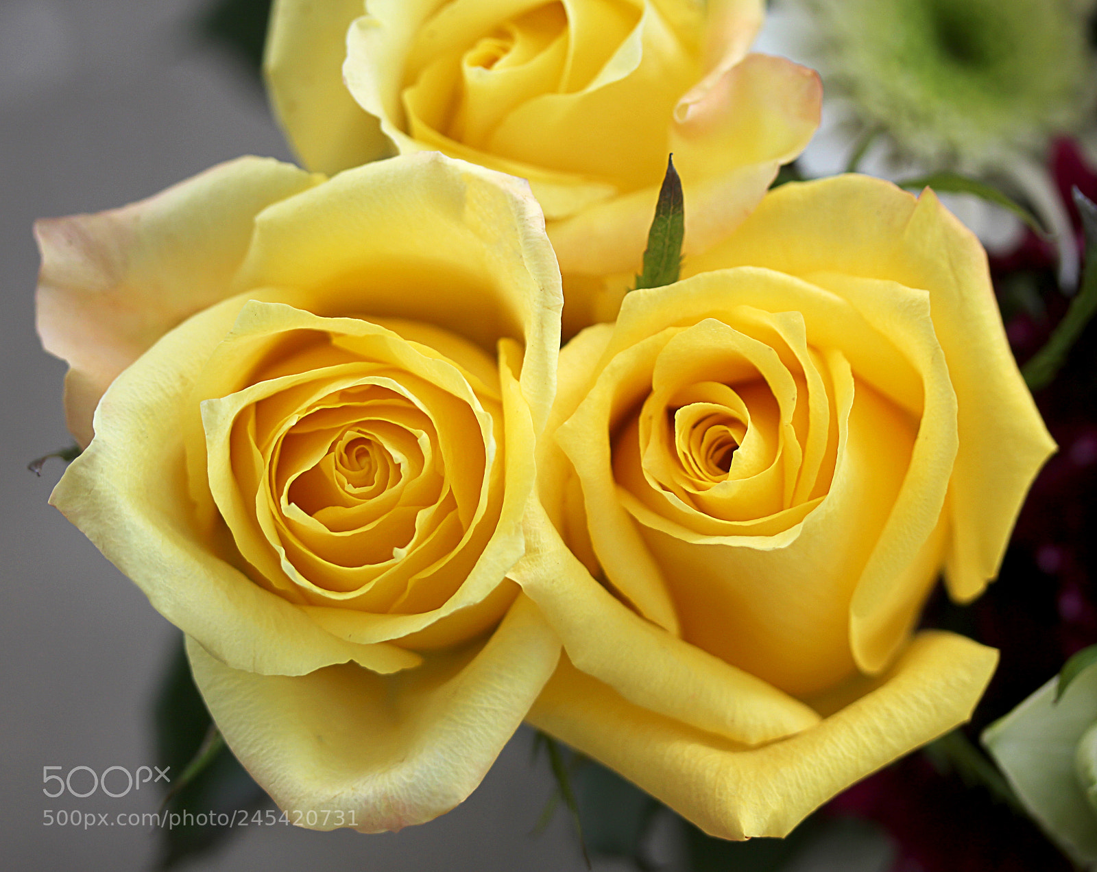 Canon EOS 650D (EOS Rebel T4i / EOS Kiss X6i) sample photo. Rose yellow 11 photography