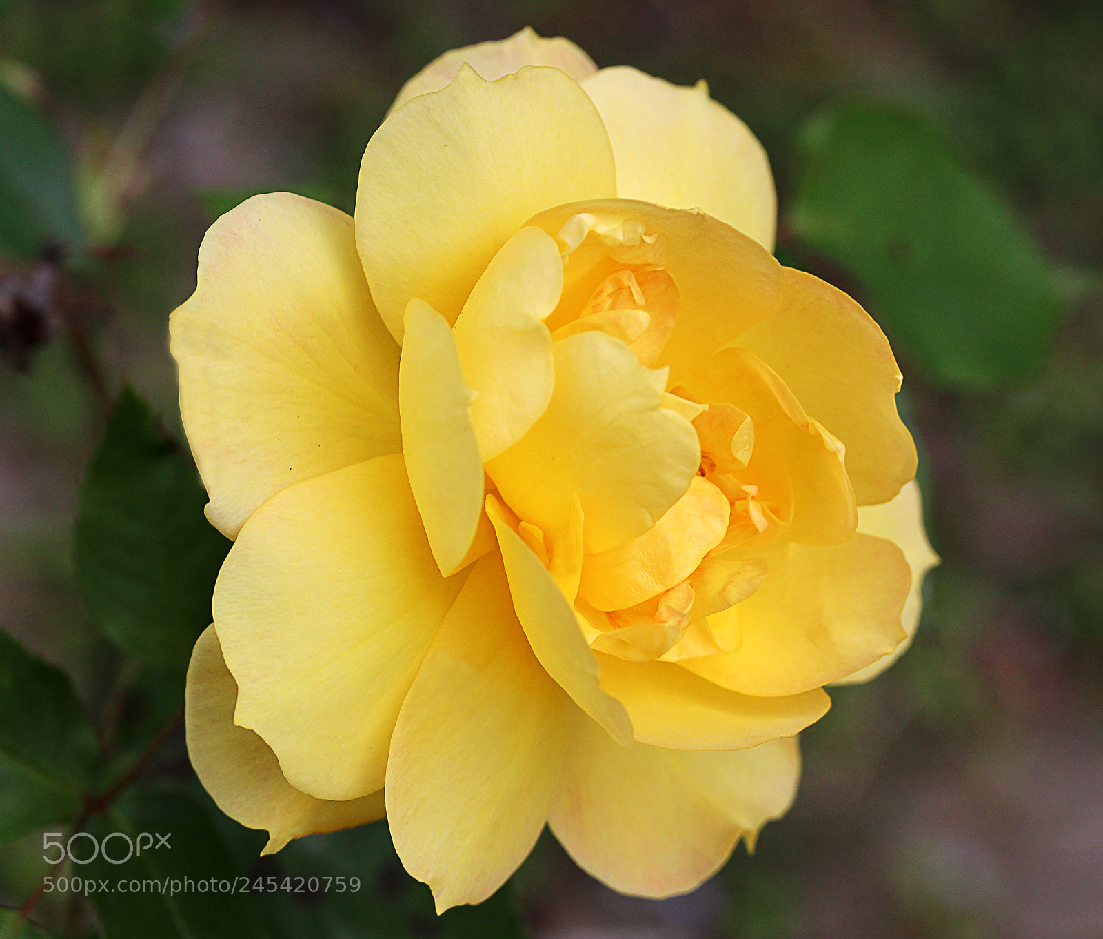 Canon EOS 650D (EOS Rebel T4i / EOS Kiss X6i) sample photo. Rose yellow 13 photography