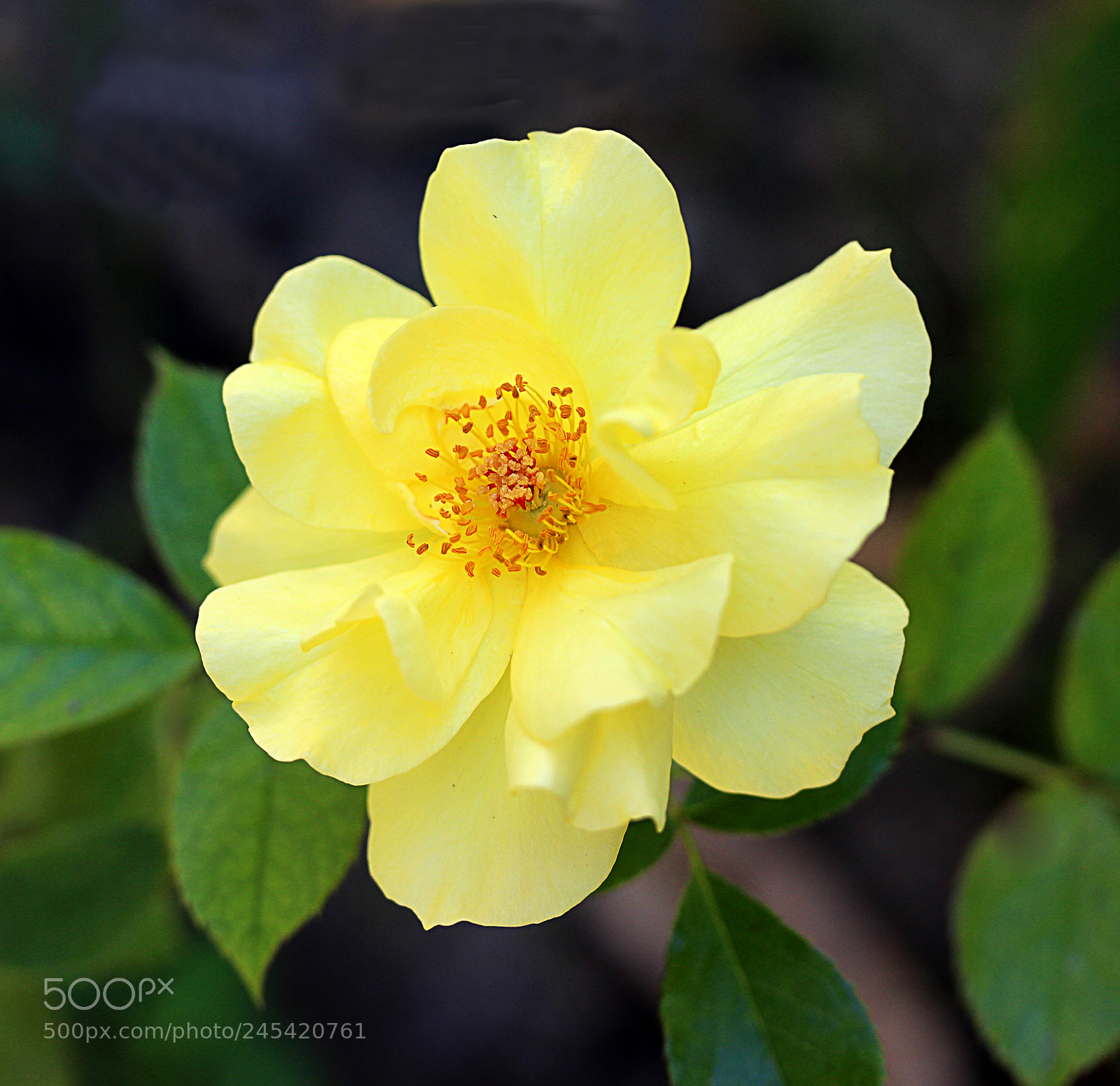 Canon EOS 650D (EOS Rebel T4i / EOS Kiss X6i) sample photo. Rose yellow 14 photography