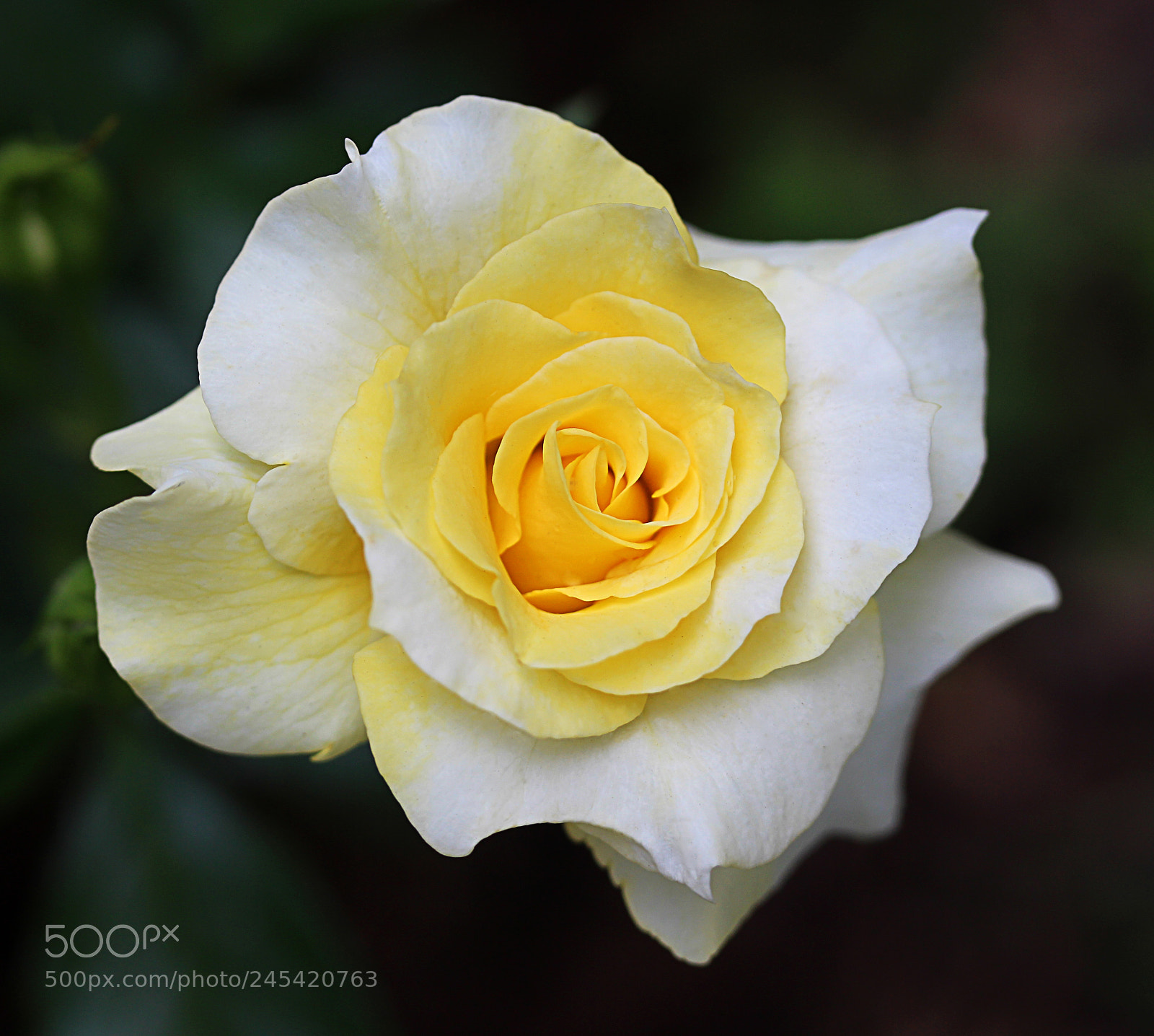 Canon EOS 650D (EOS Rebel T4i / EOS Kiss X6i) sample photo. Rose yellow white 15 photography