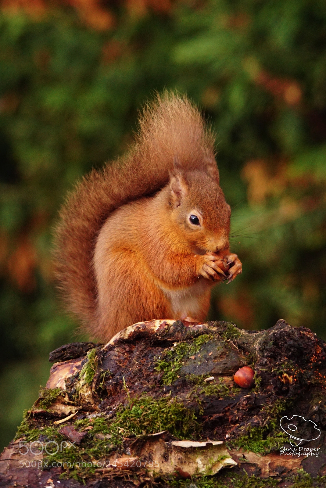 Sony ILCA-77M2 sample photo. Red squirrel photography