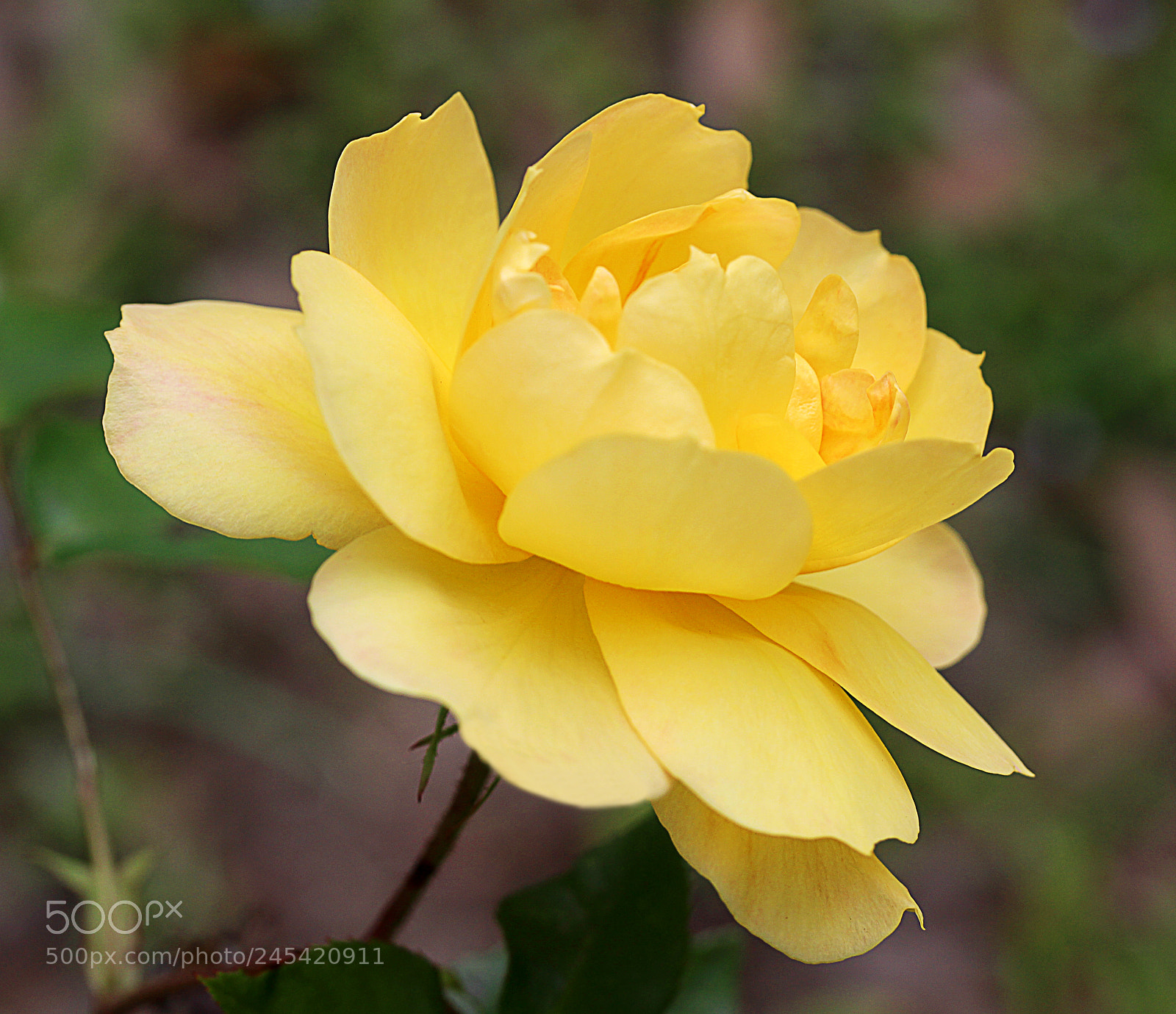 Canon EOS 650D (EOS Rebel T4i / EOS Kiss X6i) sample photo. Rose yellow 18 photography