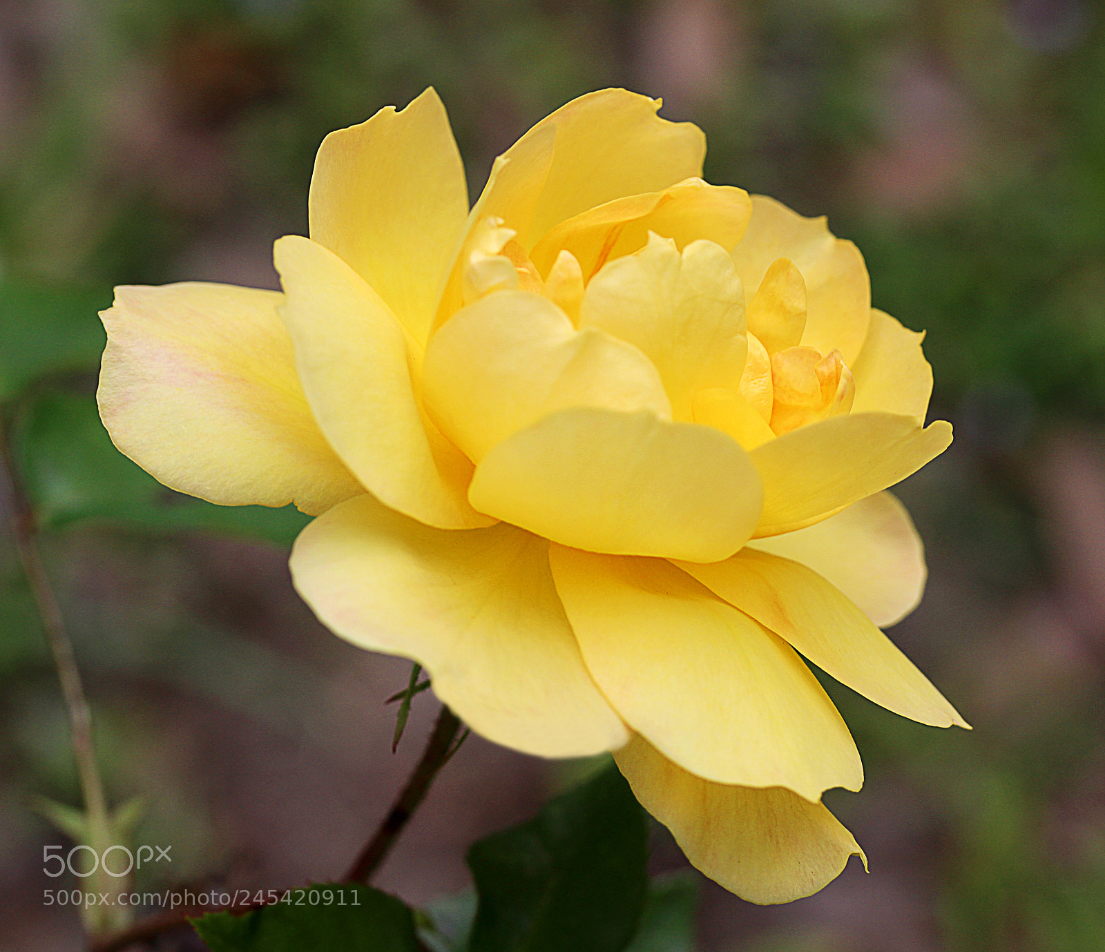 Canon EOS 650D (EOS Rebel T4i / EOS Kiss X6i) sample photo. Rose yellow 18 photography